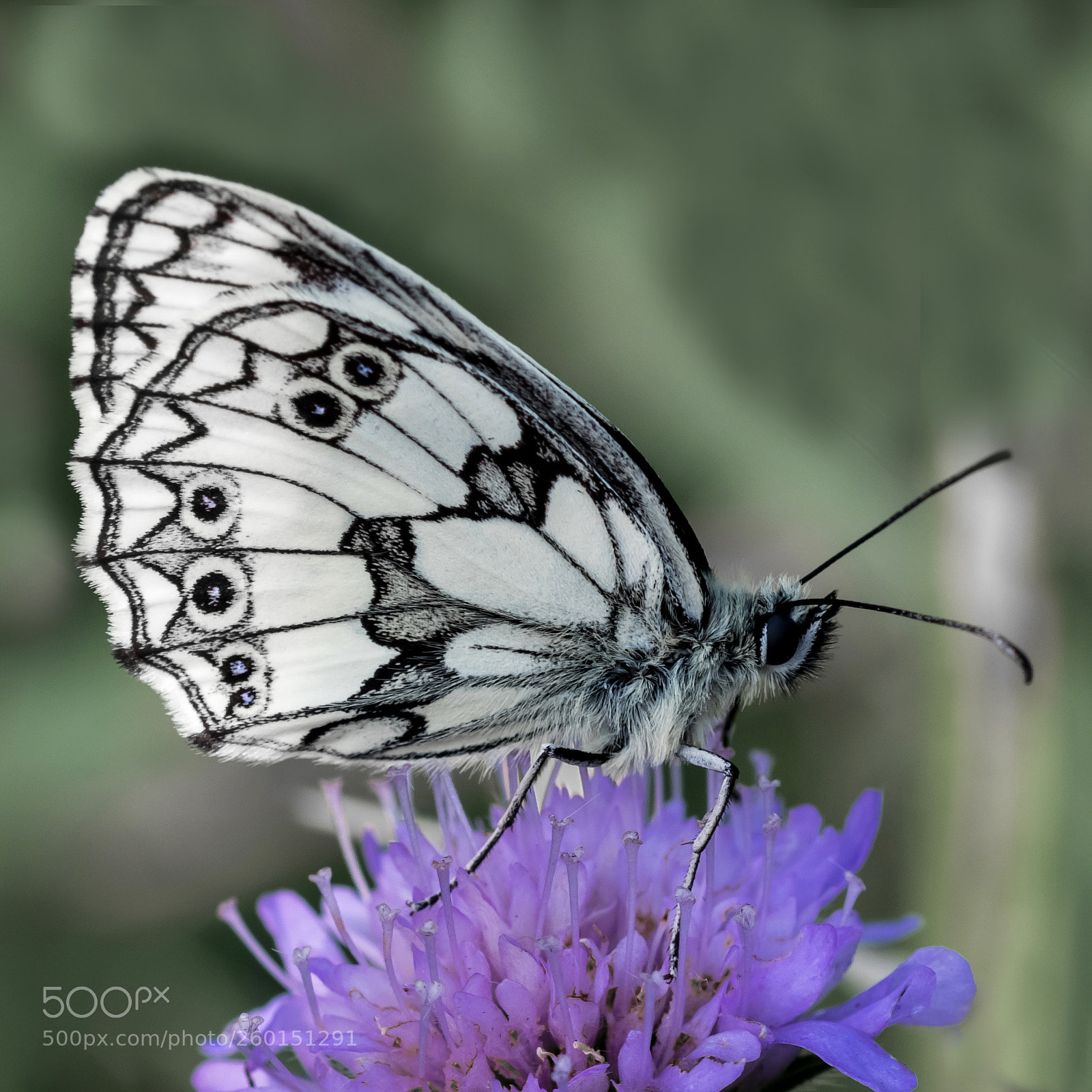 Nikon D5300 sample photo. Sakktáblalepke (melanargia galathea) photography