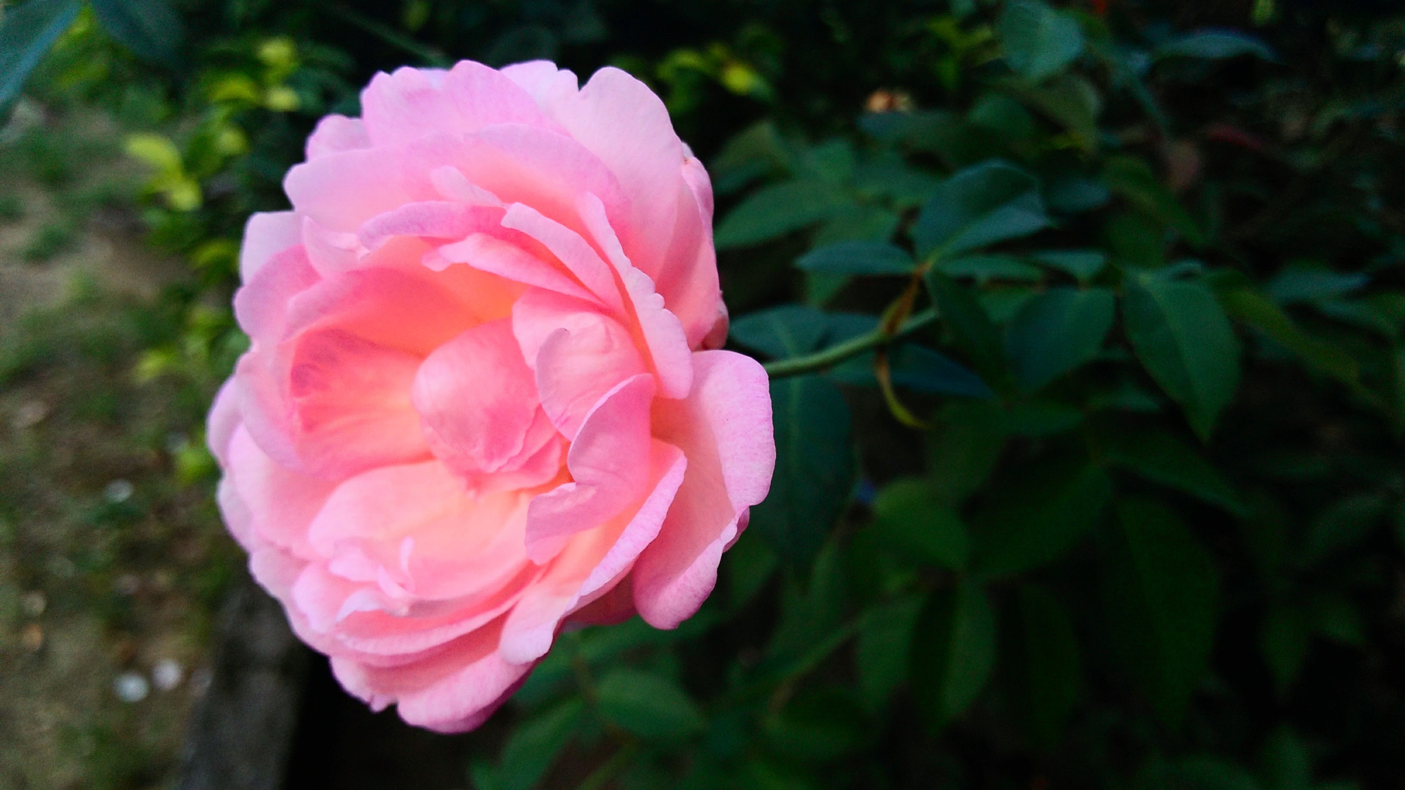 Motorola Moto G Play sample photo. Rosa photography
