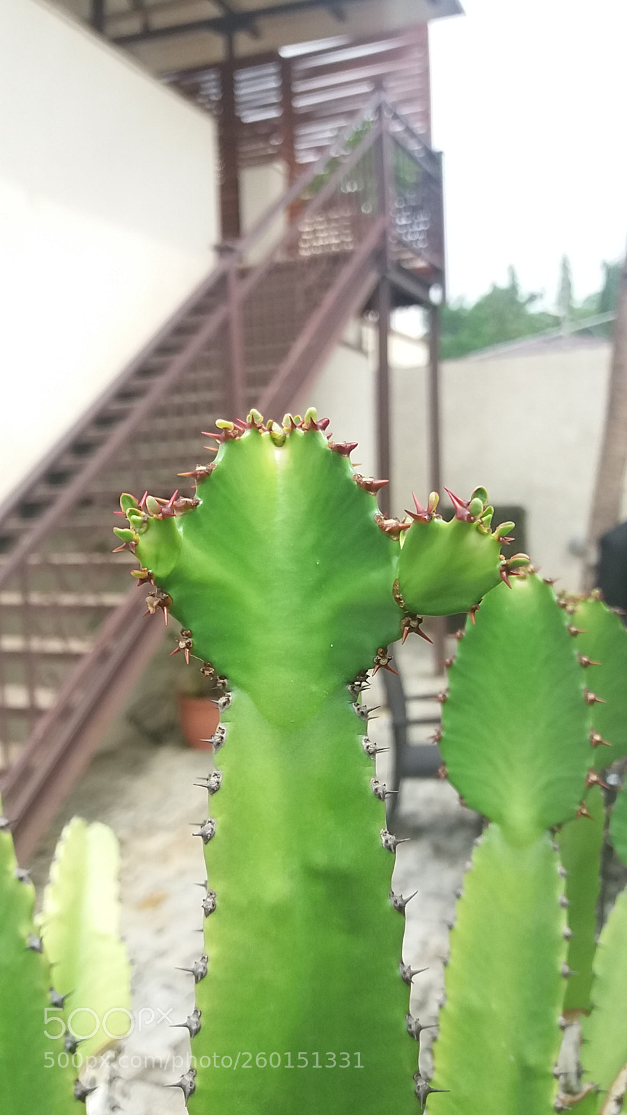 Samsung Galaxy J5 sample photo. Cactus photography