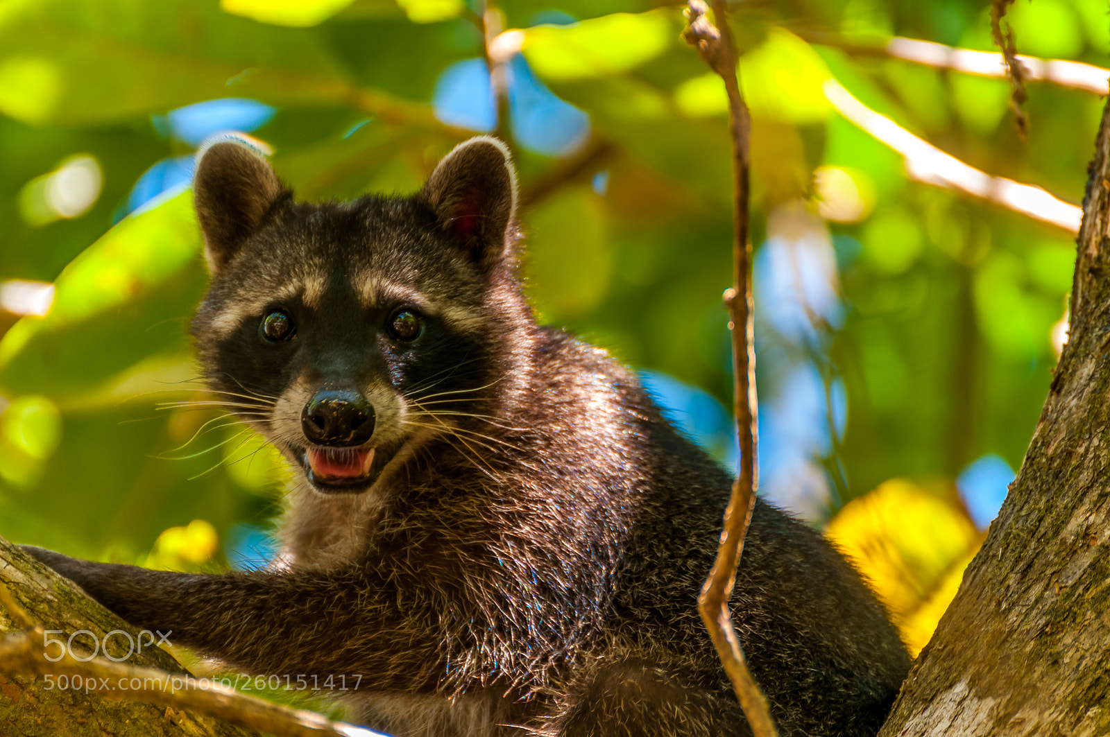 Nikon D300 sample photo. Manuel antonio national park photography