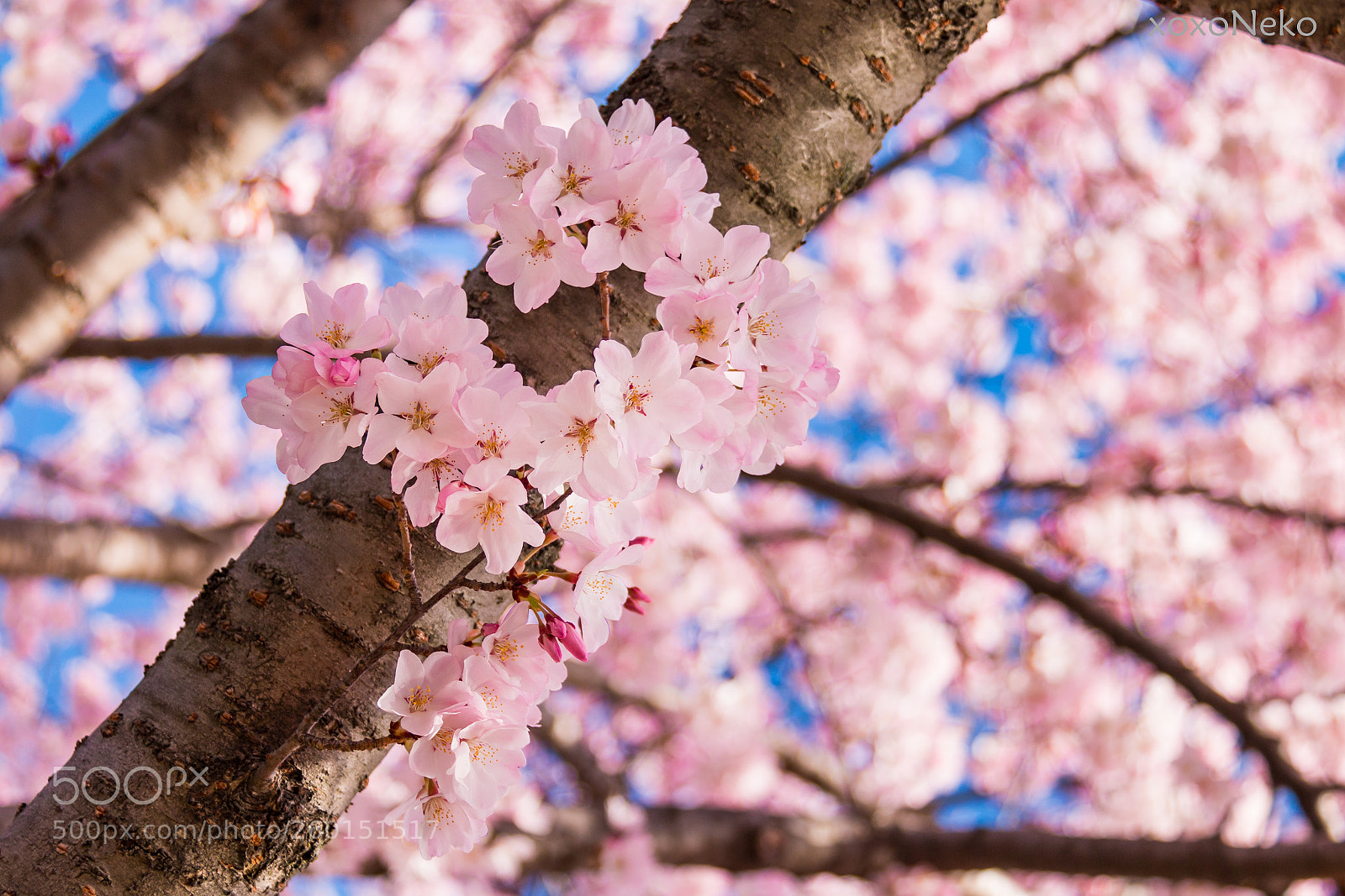 Canon EOS 70D sample photo. Cherry blossoms 2018 photography