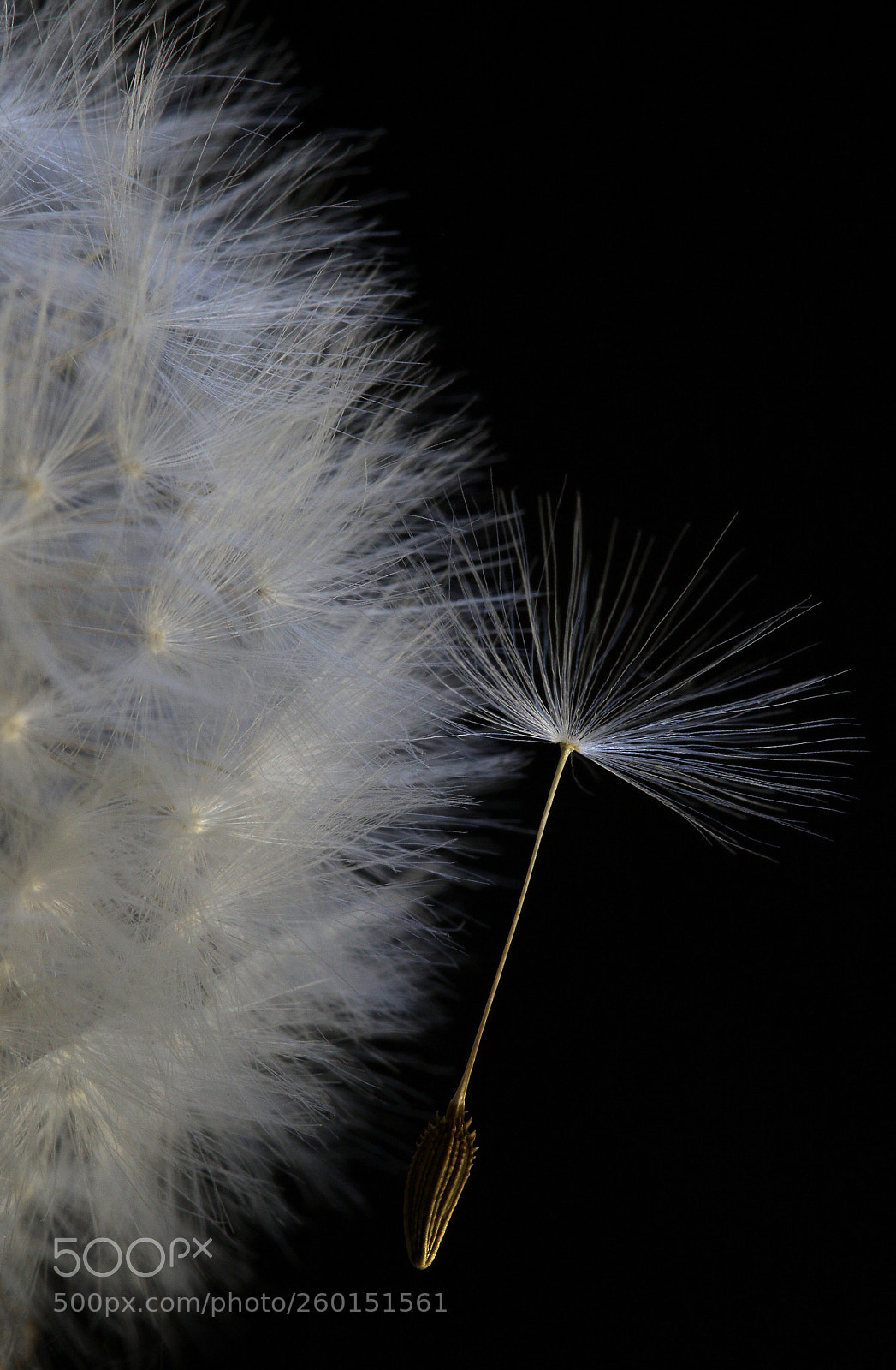 Canon EOS 7D Mark II sample photo. Dandelion clock & seed. photography