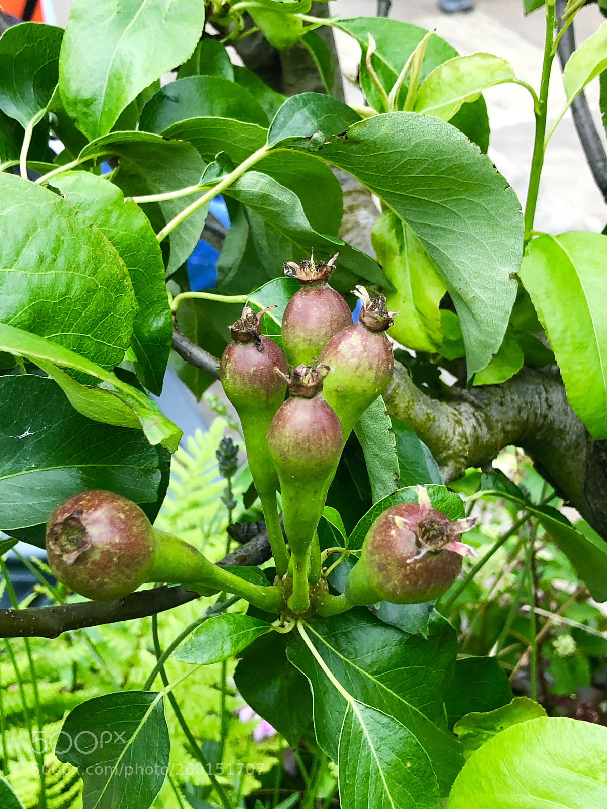 Apple iPhone X sample photo. Untitled photography