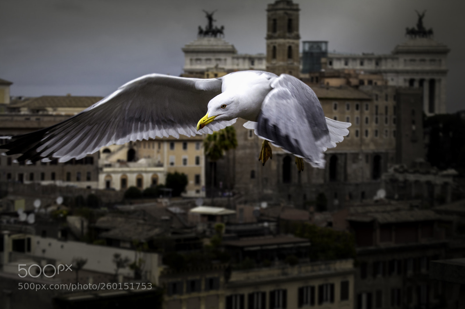 Nikon D5200 sample photo. The roman's kittiwake photography