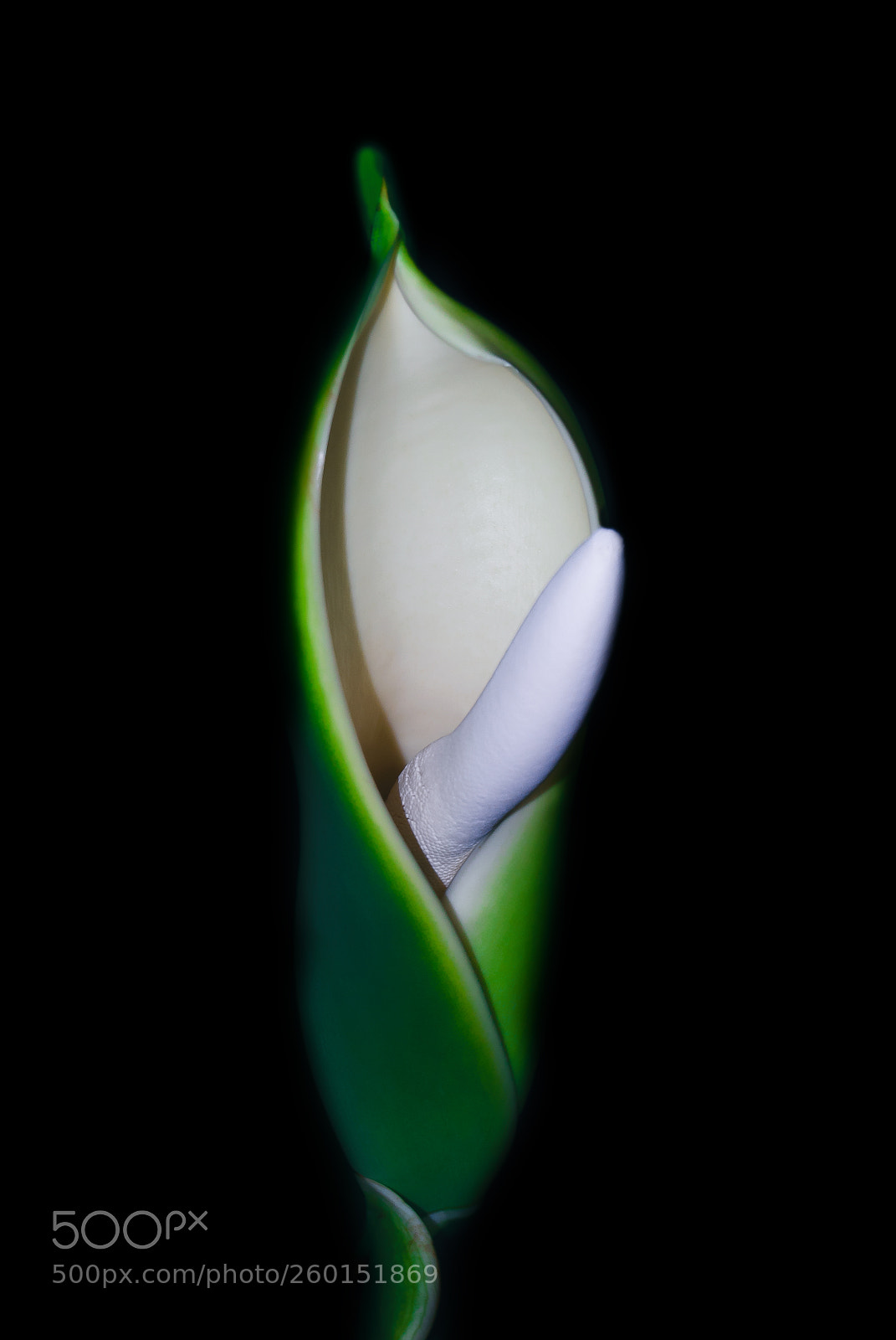 Nikon D40X sample photo. Flower photography