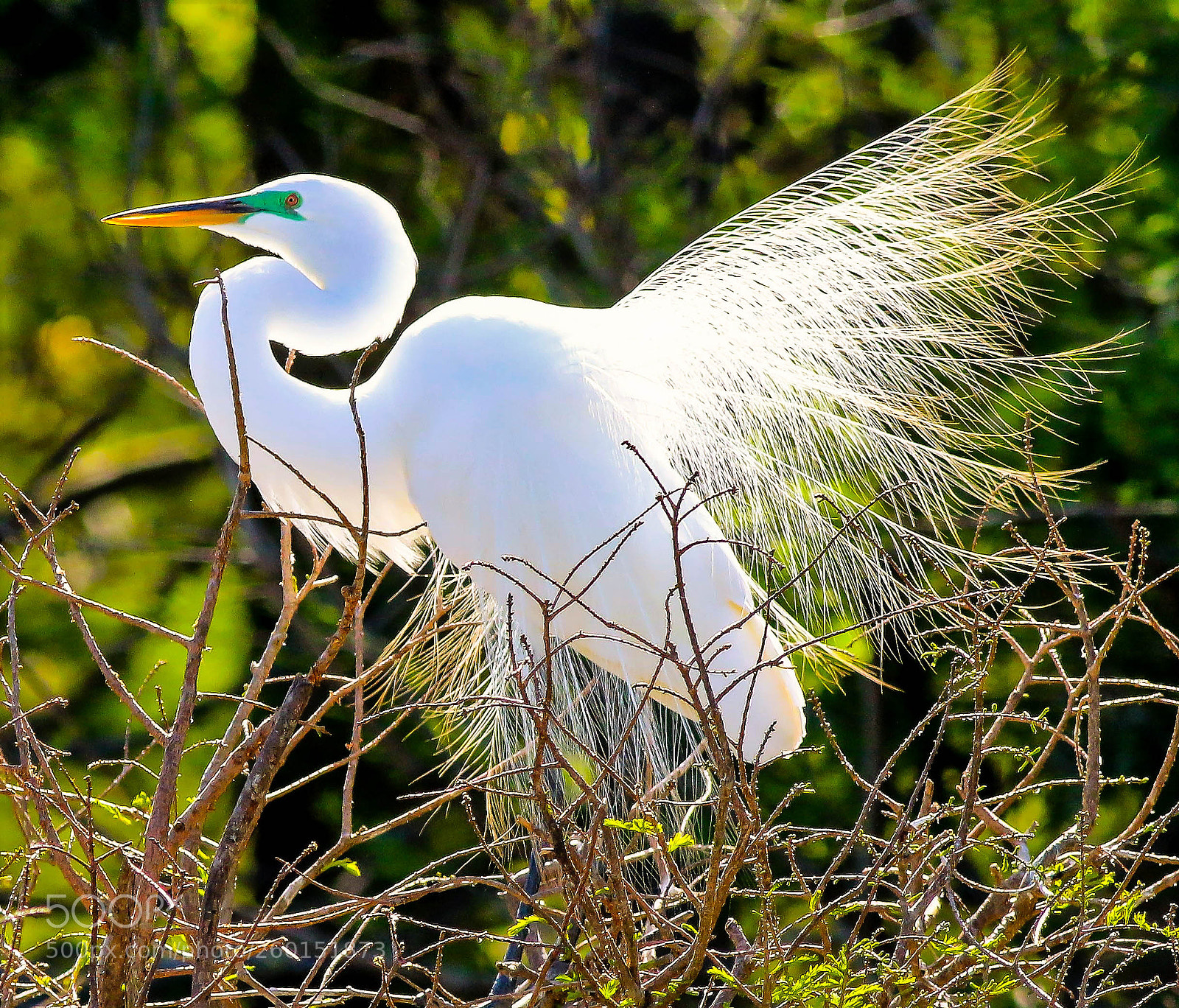 Canon EOS 70D sample photo. Rookery display photography