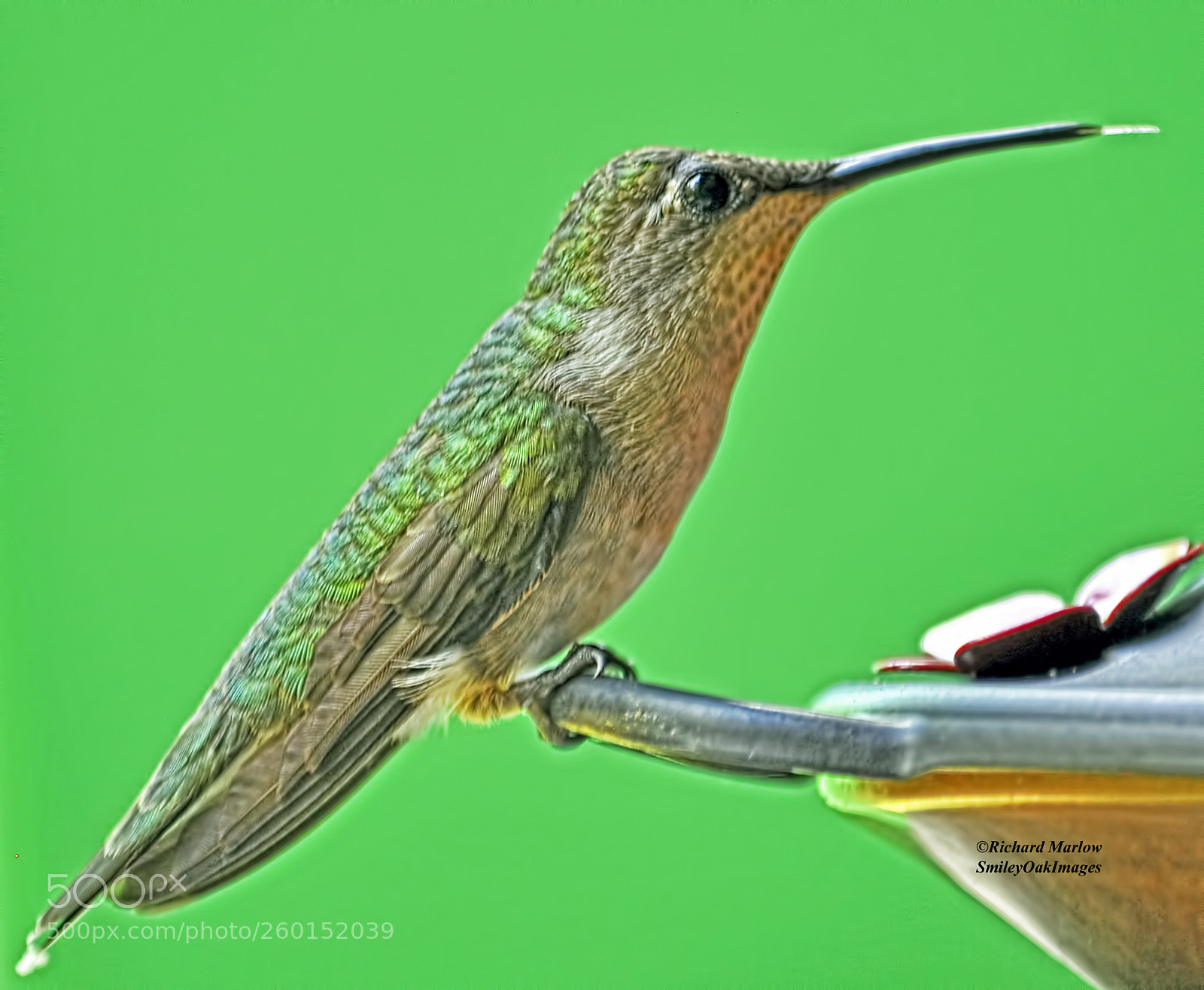 Nikon D5000 sample photo. Hummingbird photography