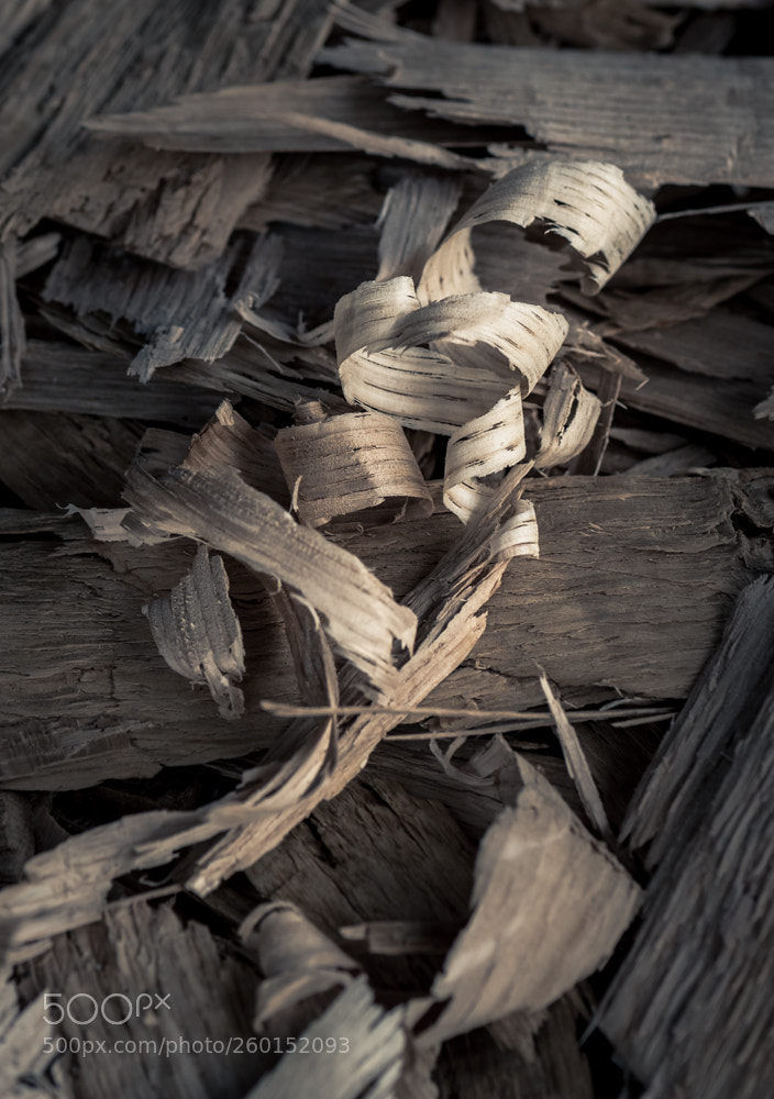 Nikon D750 sample photo. Wood curl photography