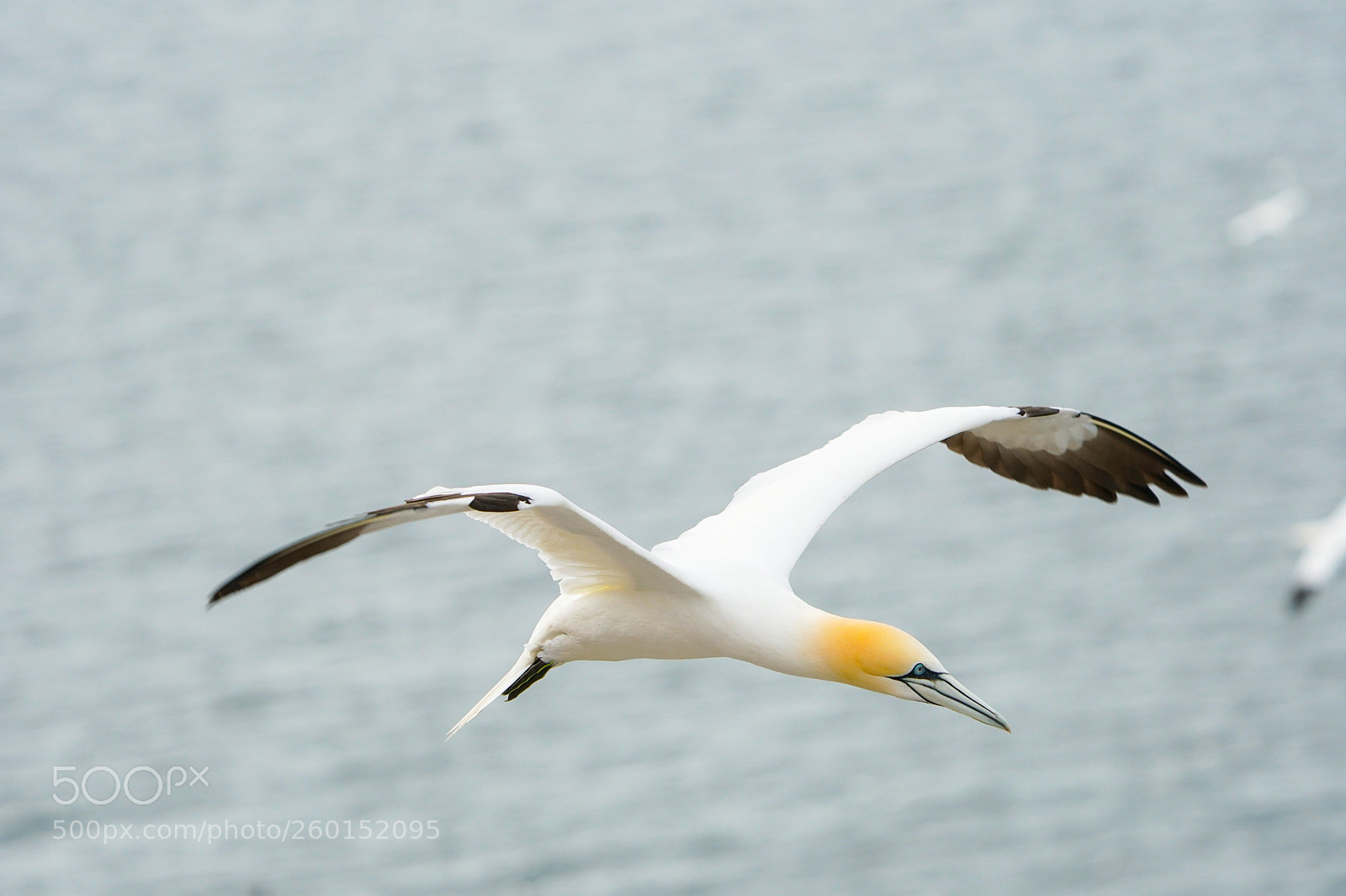 Sony a6500 sample photo. Gannets, bass rock, 2018 photography
