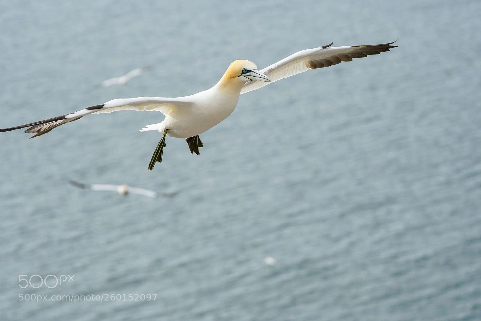 Sony a6500 sample photo. Gannets, bass rock, 2018 photography
