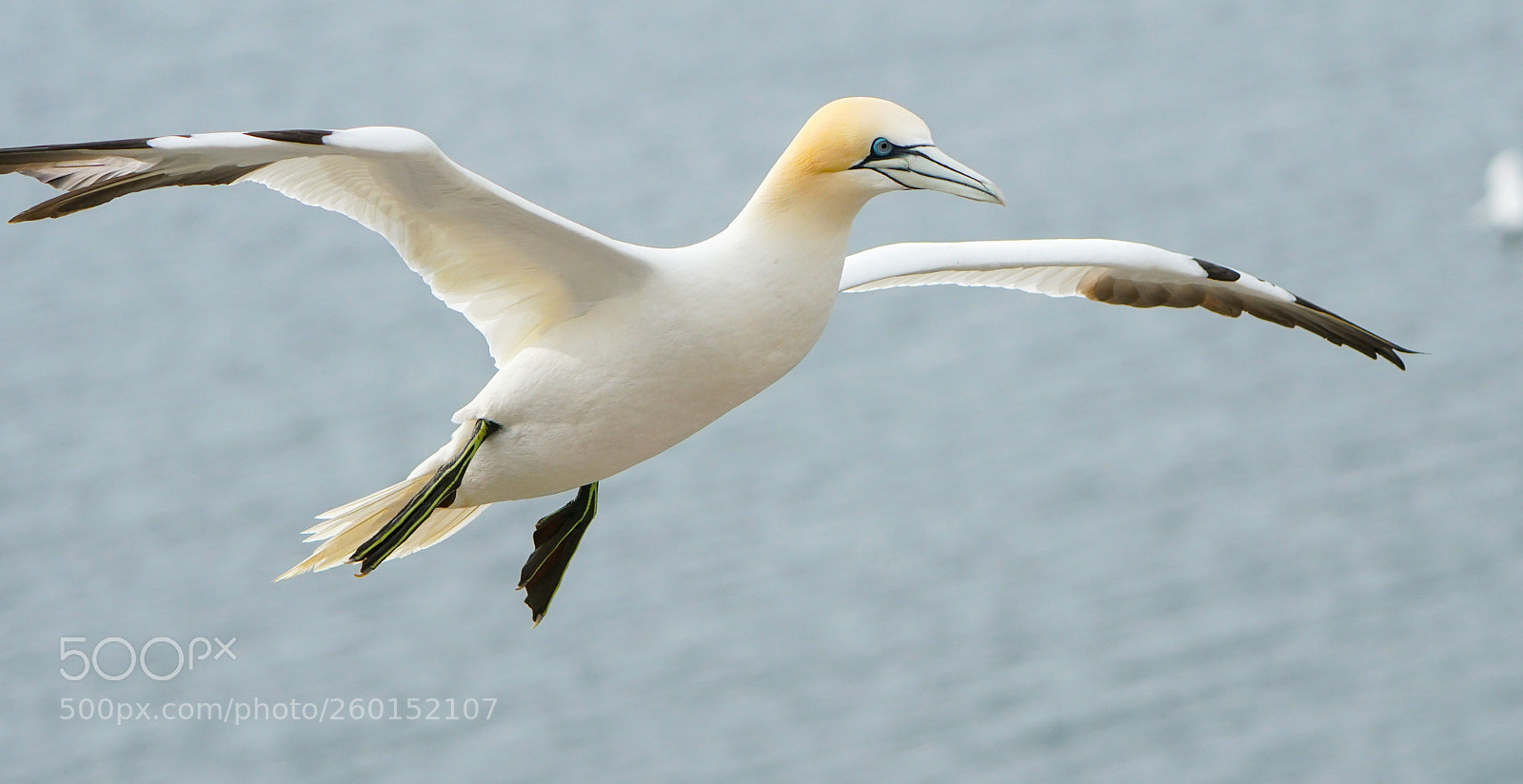 Sony a6500 sample photo. Gannets, bass rock, 2018 photography
