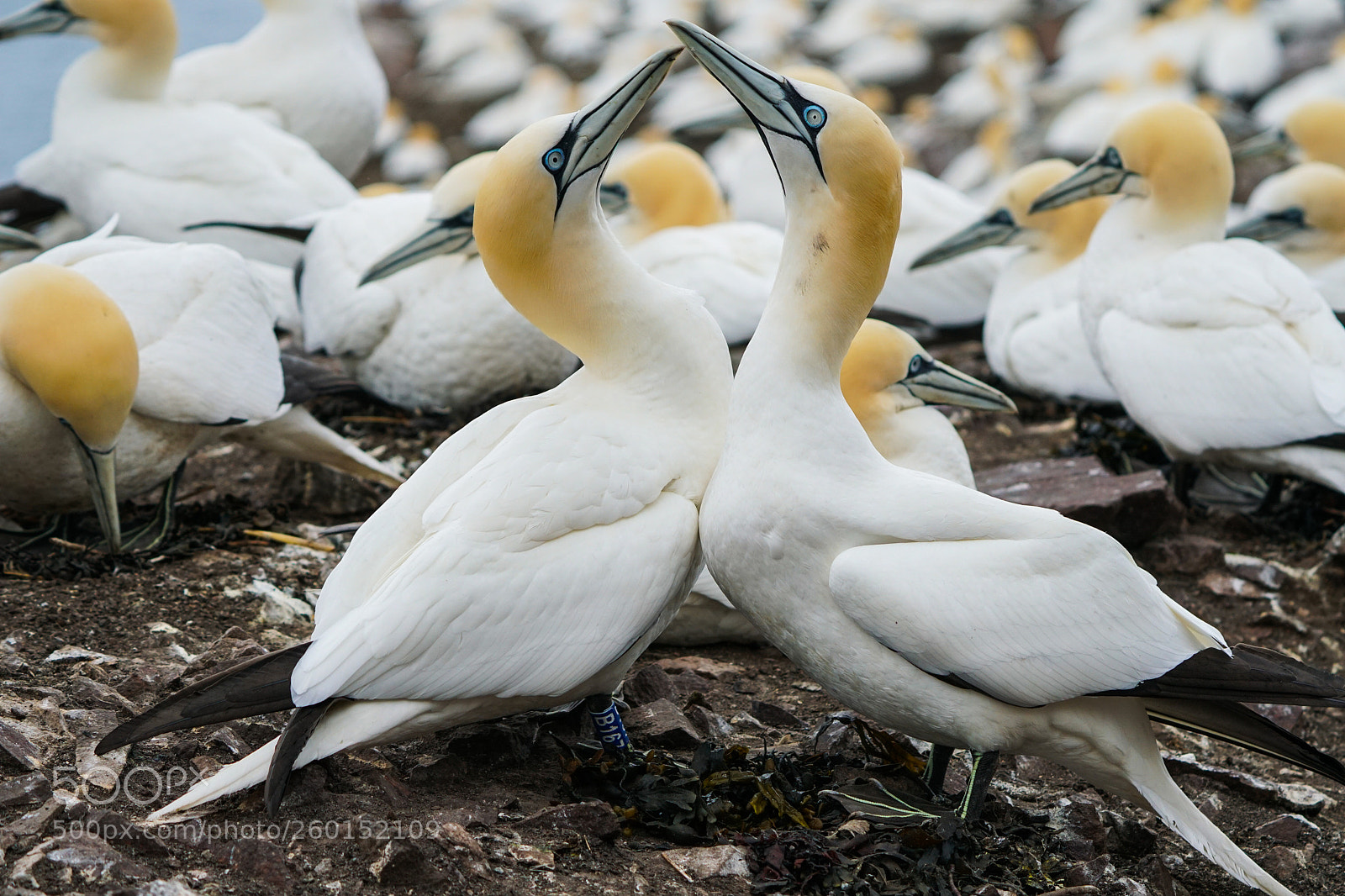 Sony a6500 sample photo. Gannets, bass rock, 2018 photography