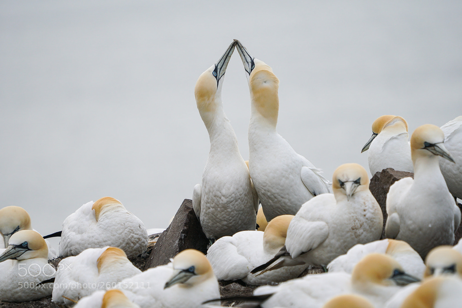 Sony a6500 sample photo. Gannets, bass rock, 2018 photography