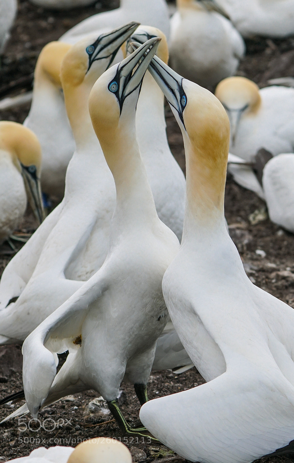 Sony a6500 sample photo. Gannets, bass rock, 2018 photography