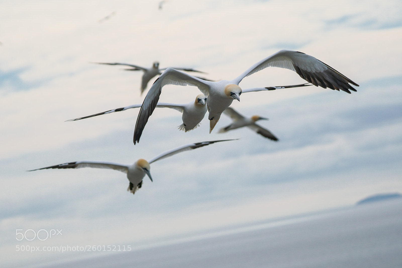 Sony a6500 sample photo. Gannets, bass rock, 2018 photography