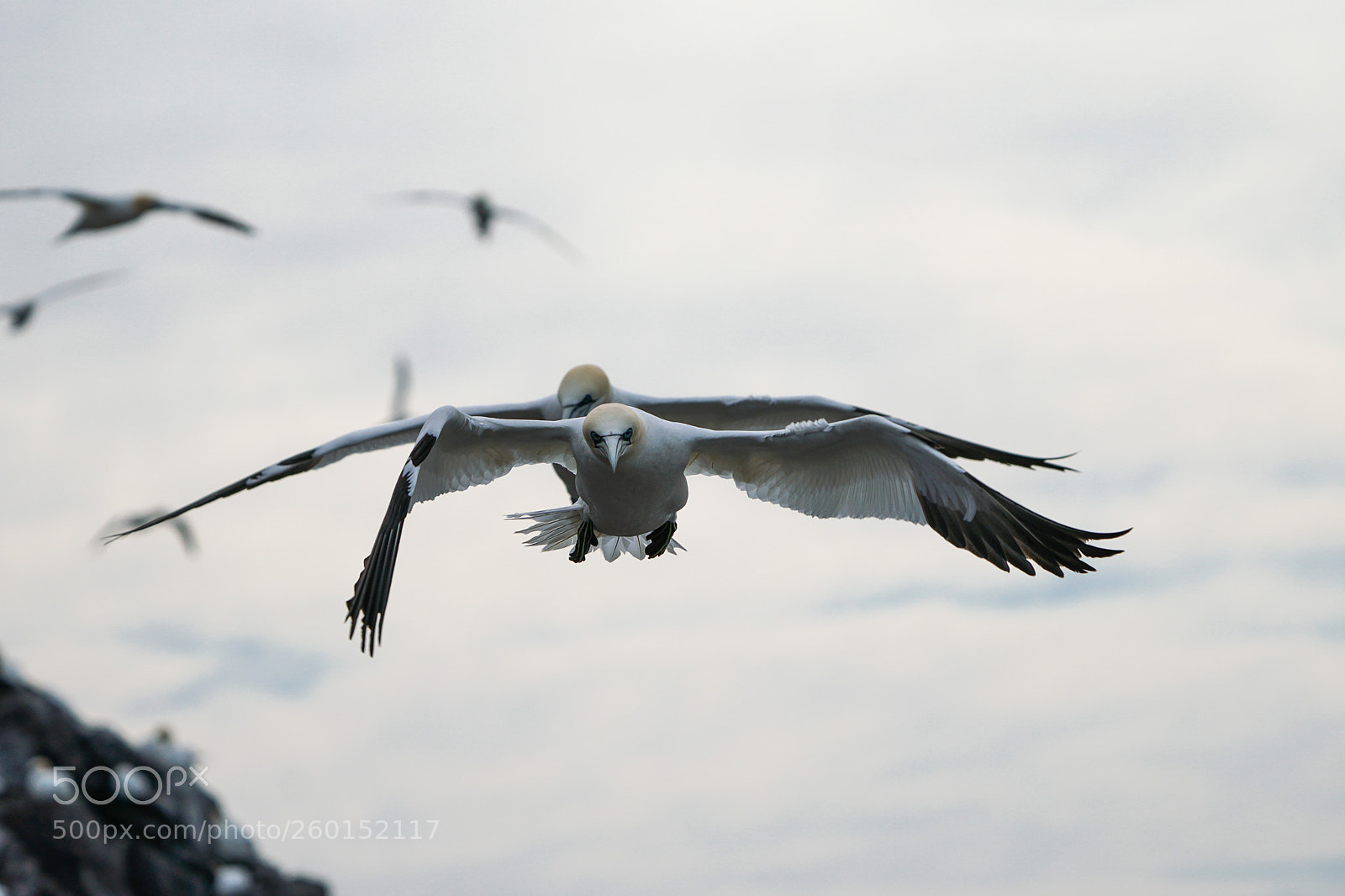 Sony a6500 sample photo. Gannets, bass rock, 2018 photography