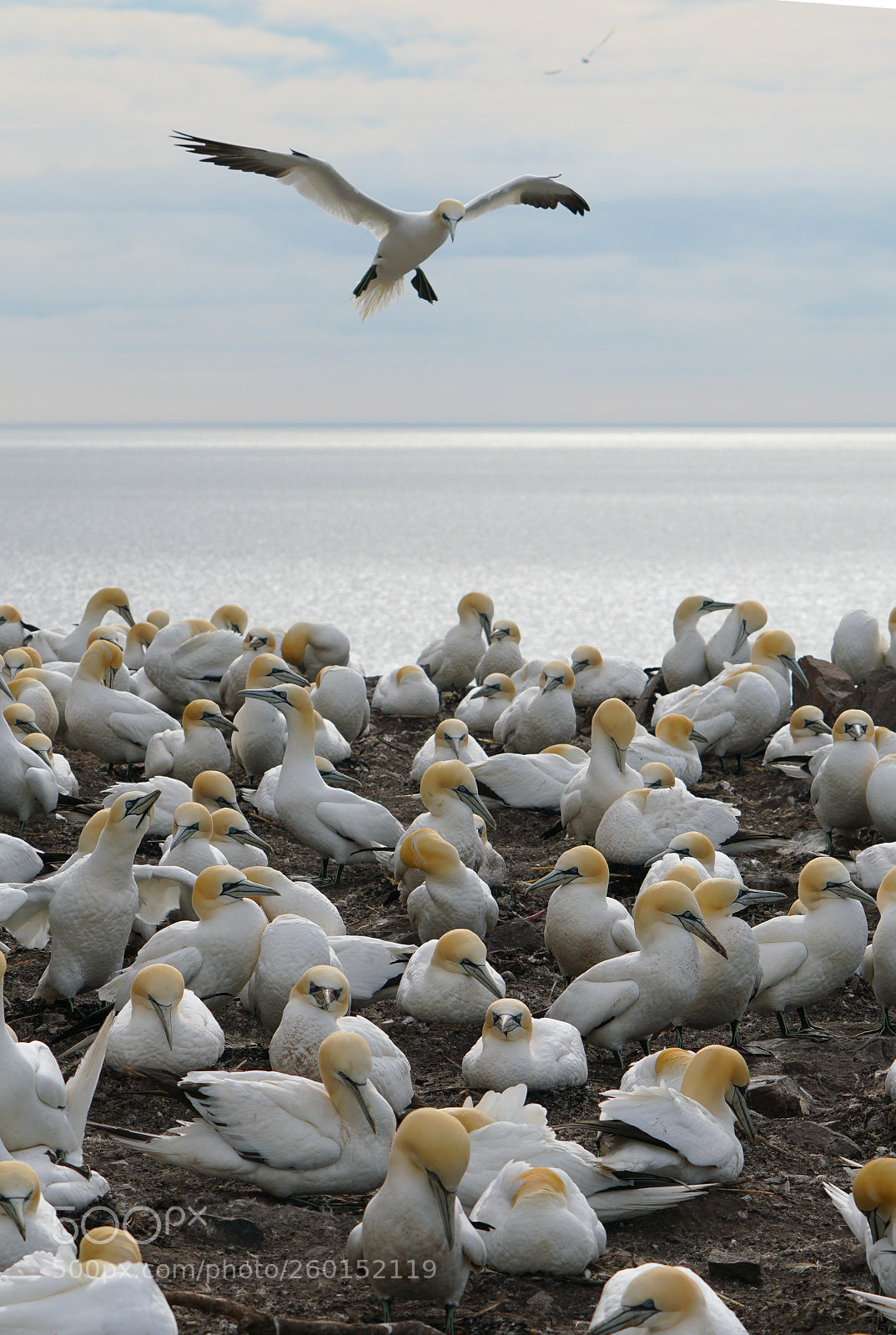 Sony a6500 sample photo. Gannets, bass rock, 2018 photography