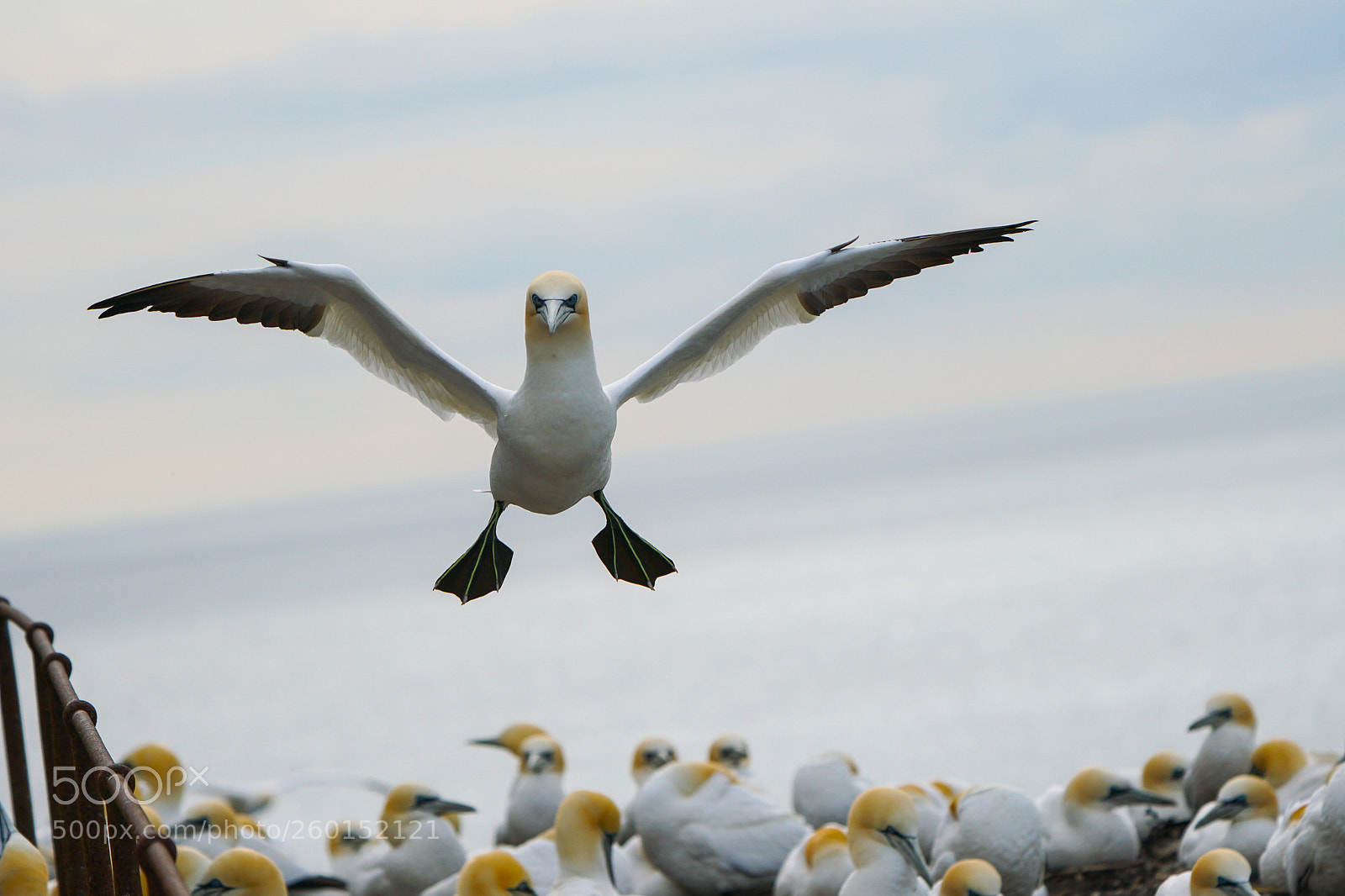 Sony a6500 sample photo. Gannets, bass rock, 2018 photography