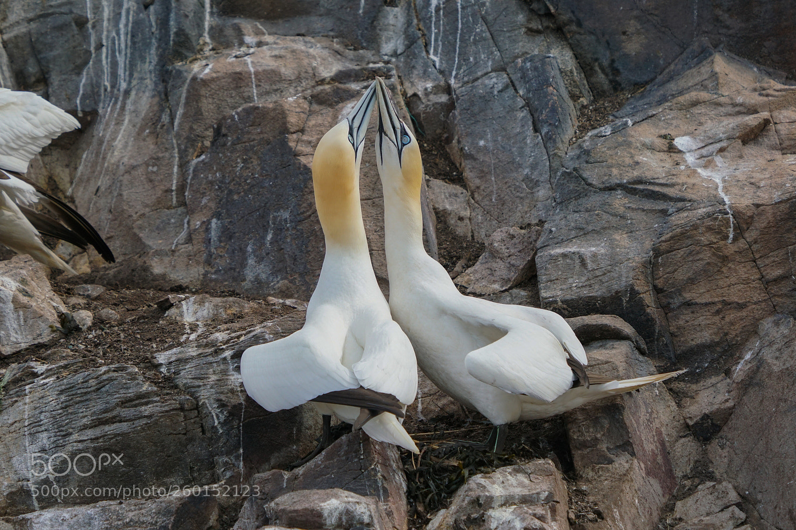 Sony a6500 sample photo. Gannets, bass rock, 2018 photography