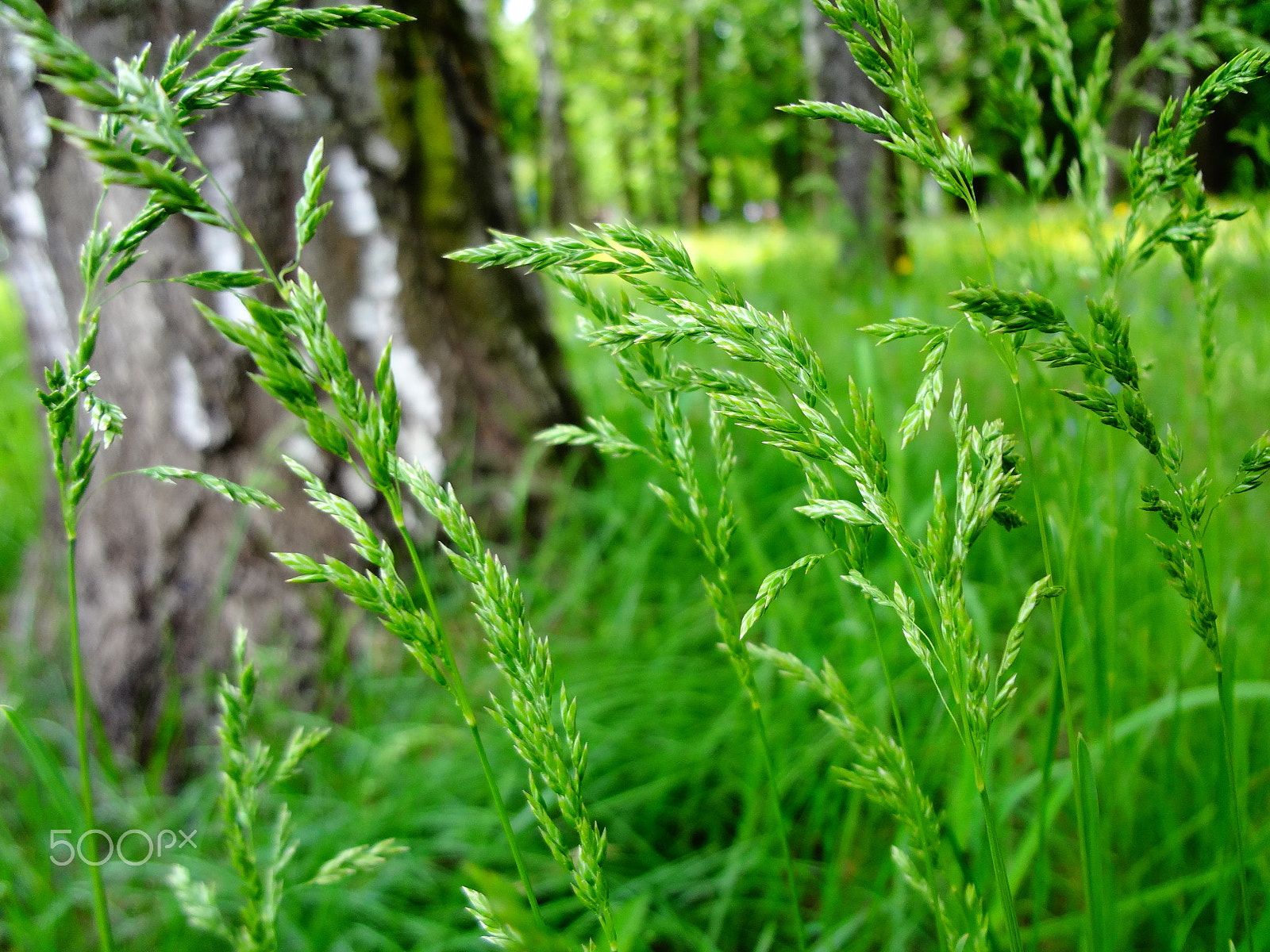 Sony Cyber-shot DSC-WX50 sample photo. Summer grass photography