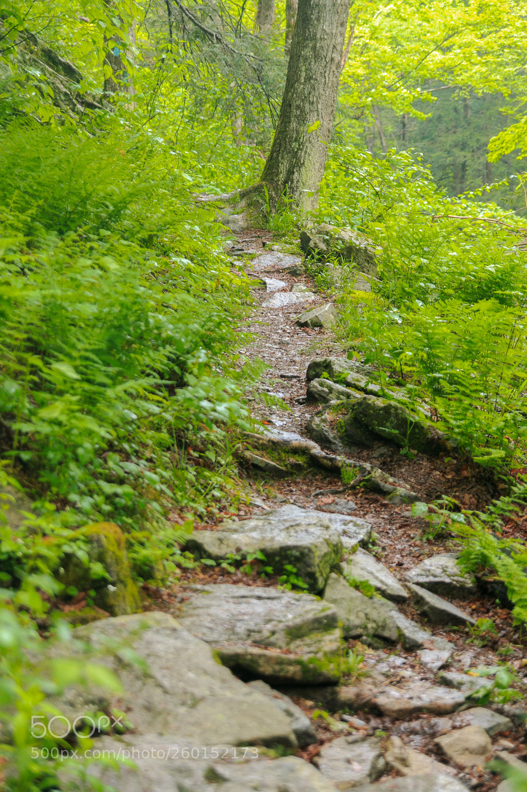 Canon EOS 70D sample photo. Heading up photography
