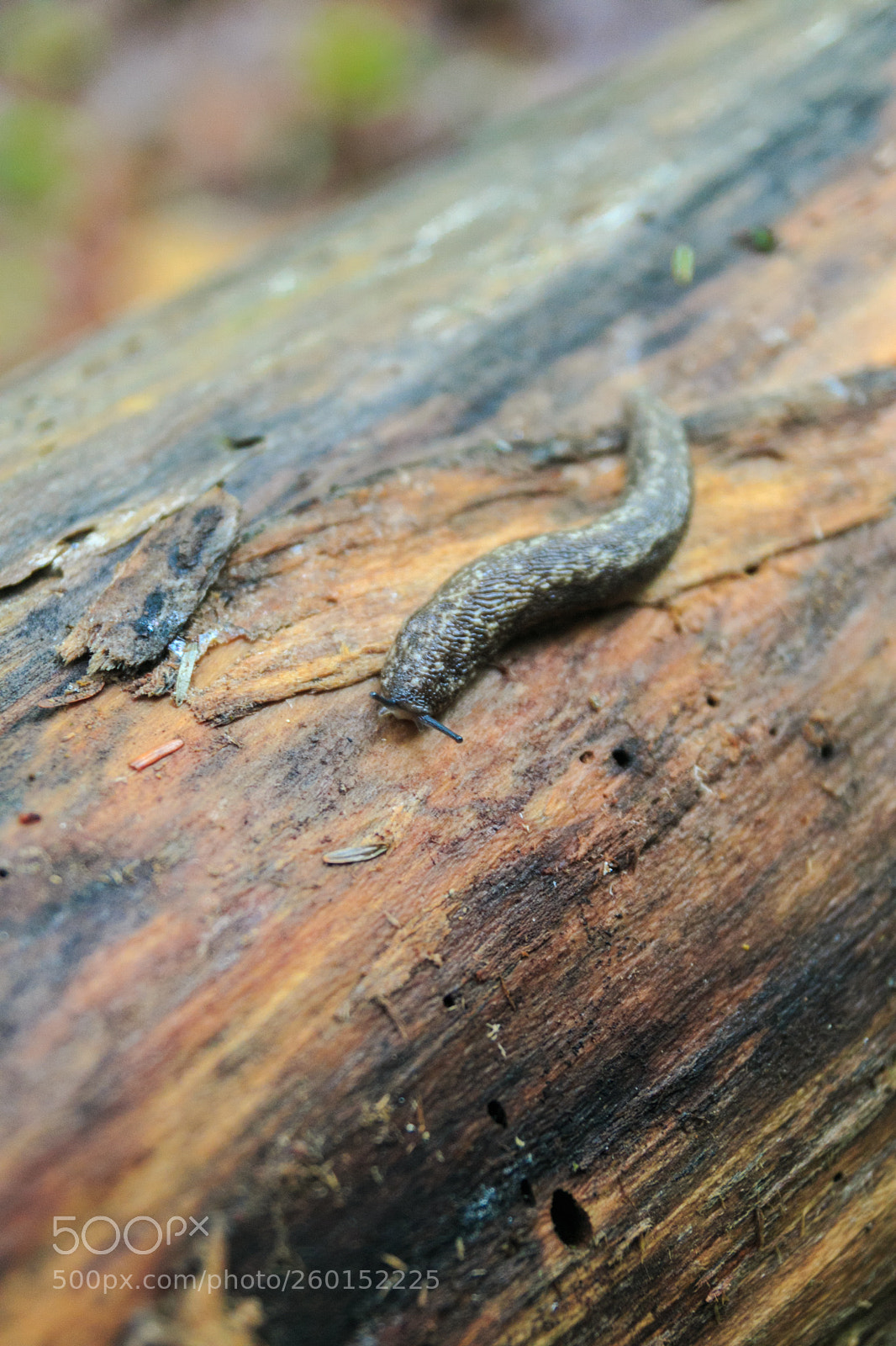 Canon EOS 70D sample photo. Slug photography