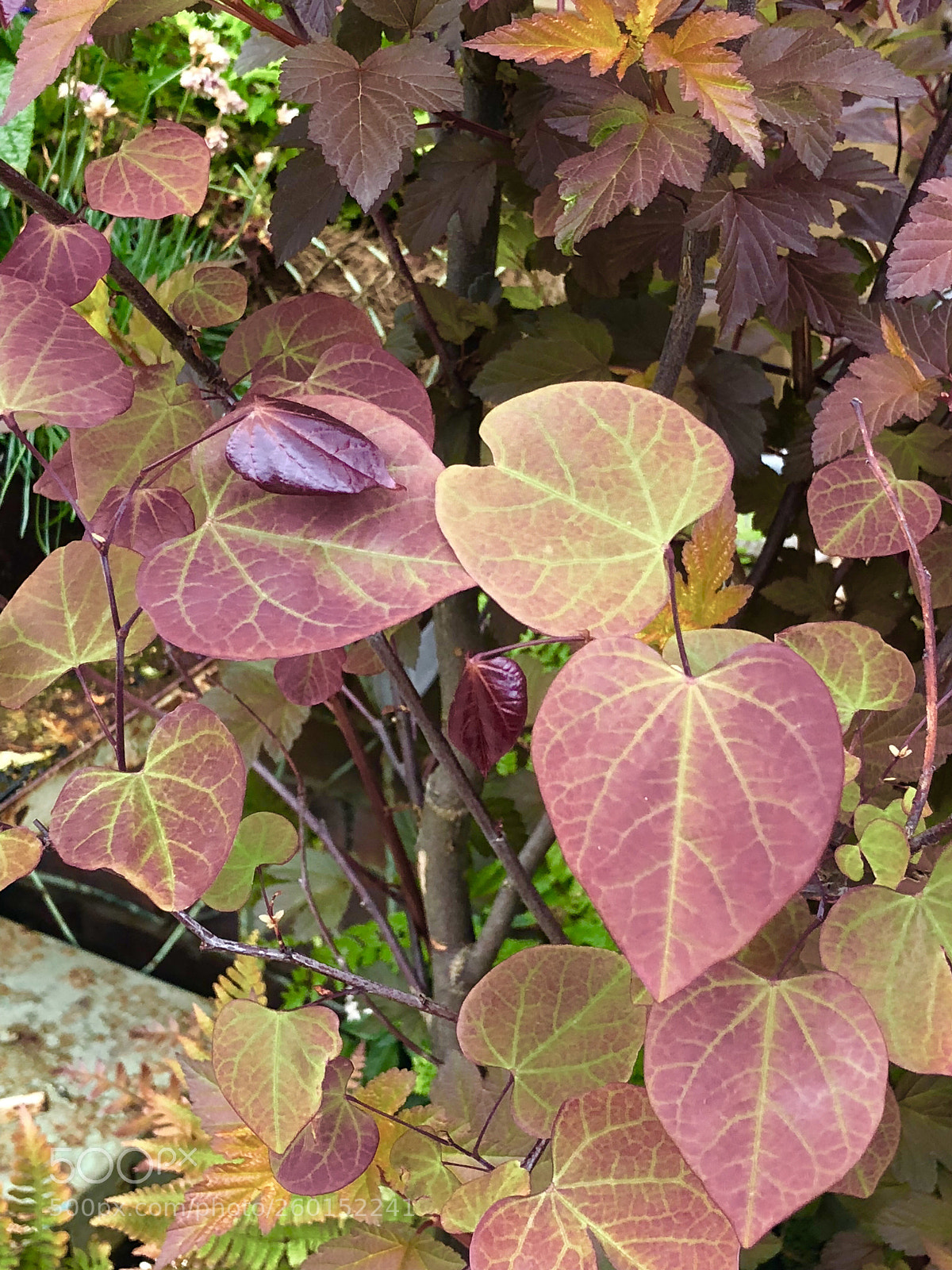 Apple iPhone X sample photo. Untitled photography