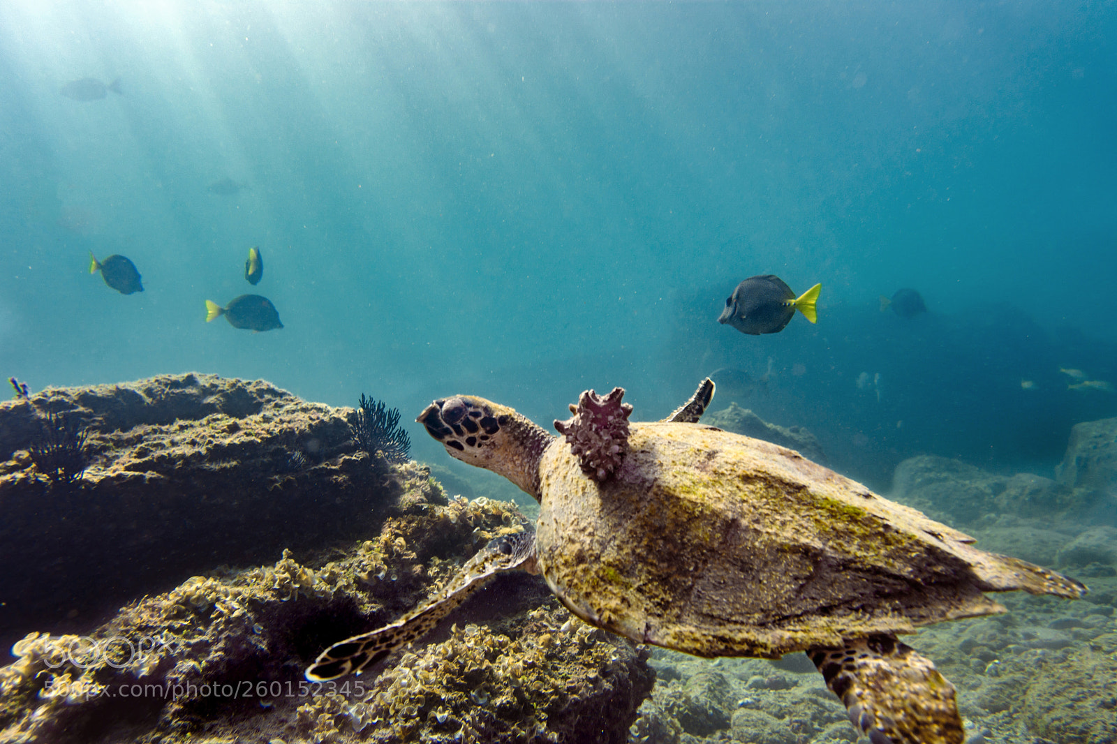 Nikon D7200 sample photo. Eretmochelys imbricata photography