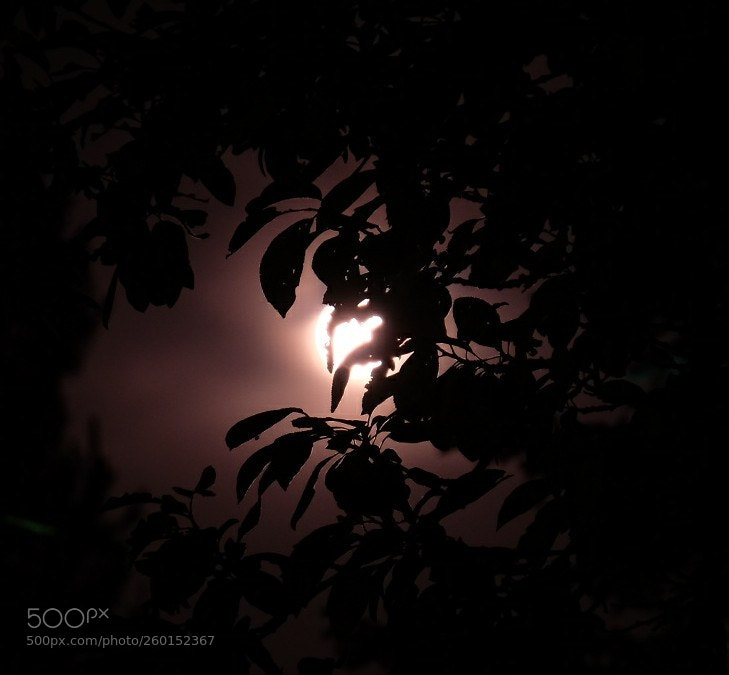 Fujifilm X-T1 sample photo. Untitled photography