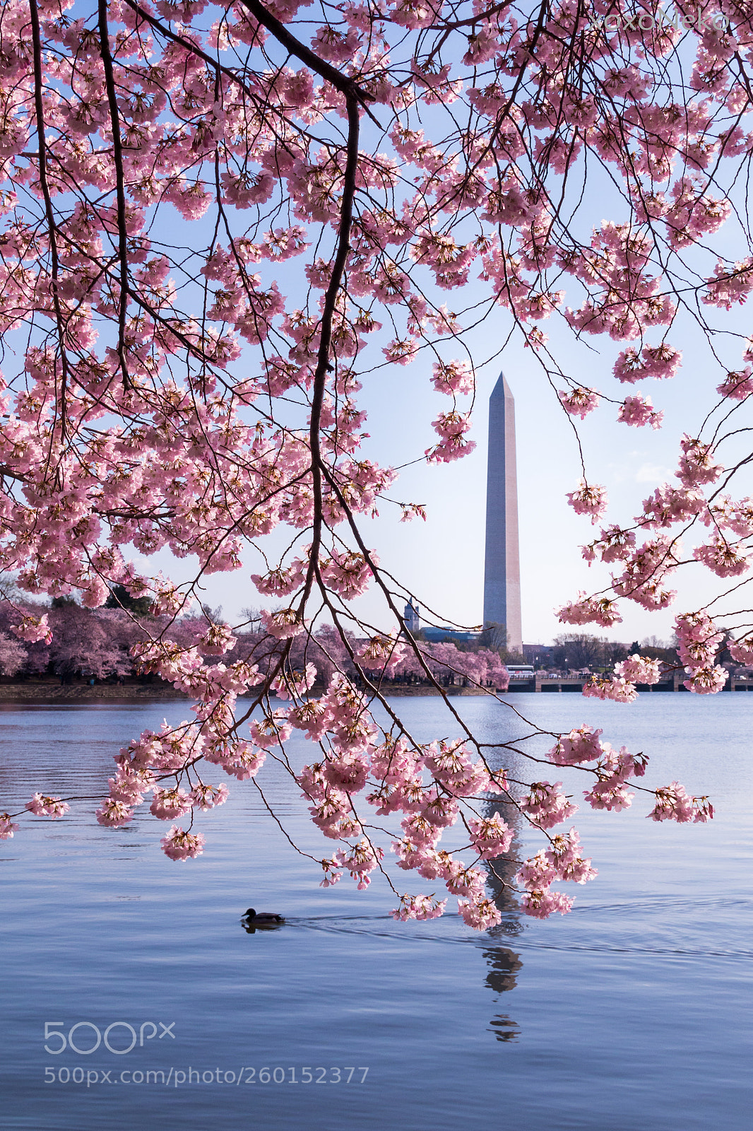 Canon EOS 70D sample photo. Duck and blossoms photography