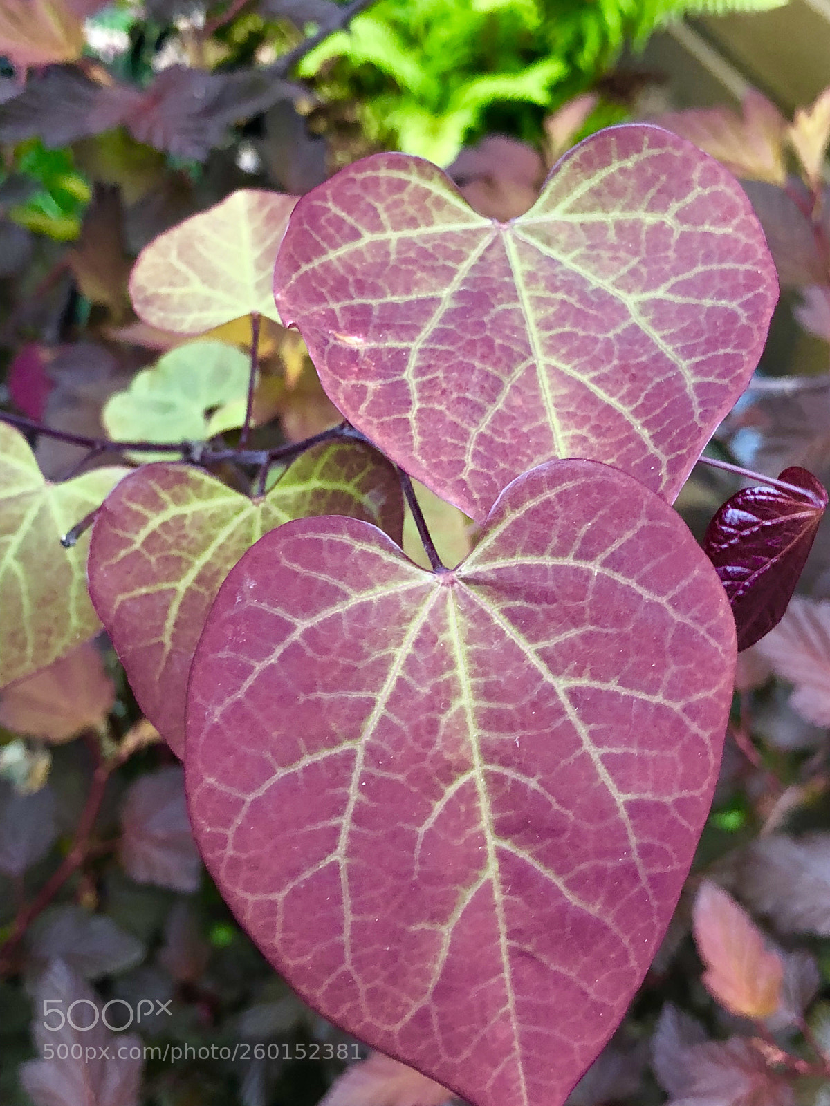 Apple iPhone X sample photo. Untitled photography