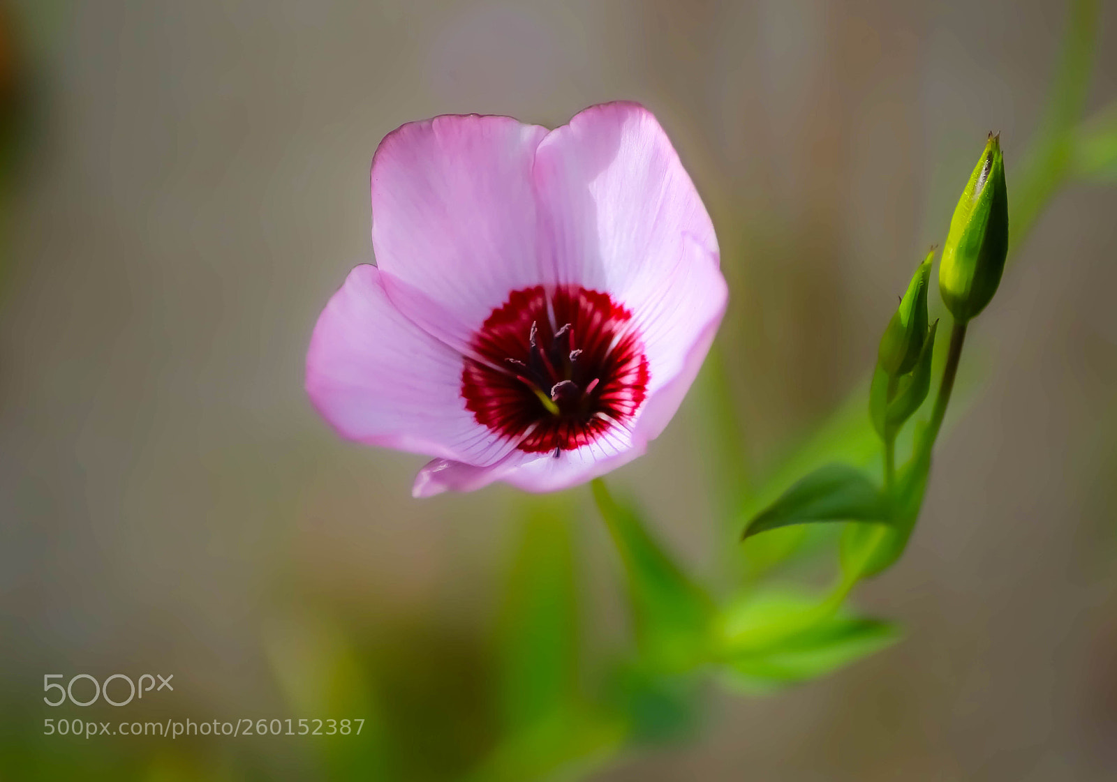 Canon EOS 7D Mark II sample photo. A photography