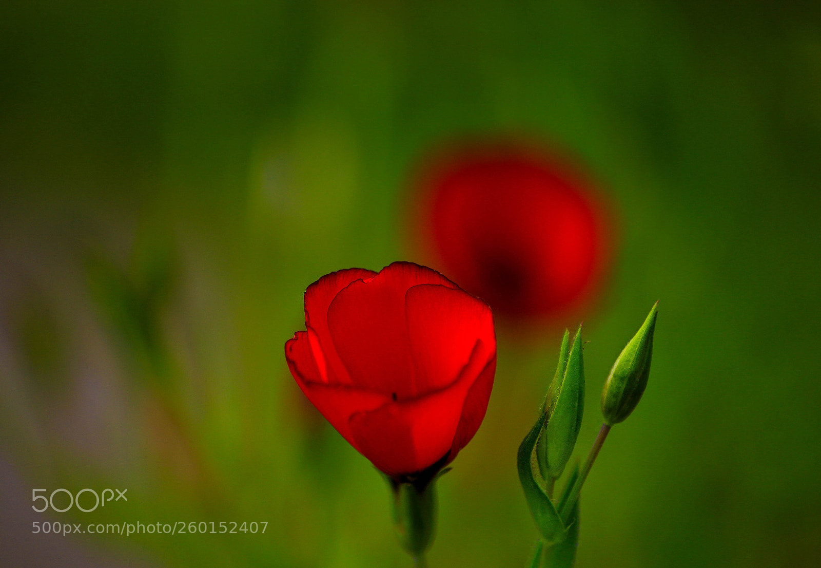 Canon EOS 7D Mark II sample photo. A photography