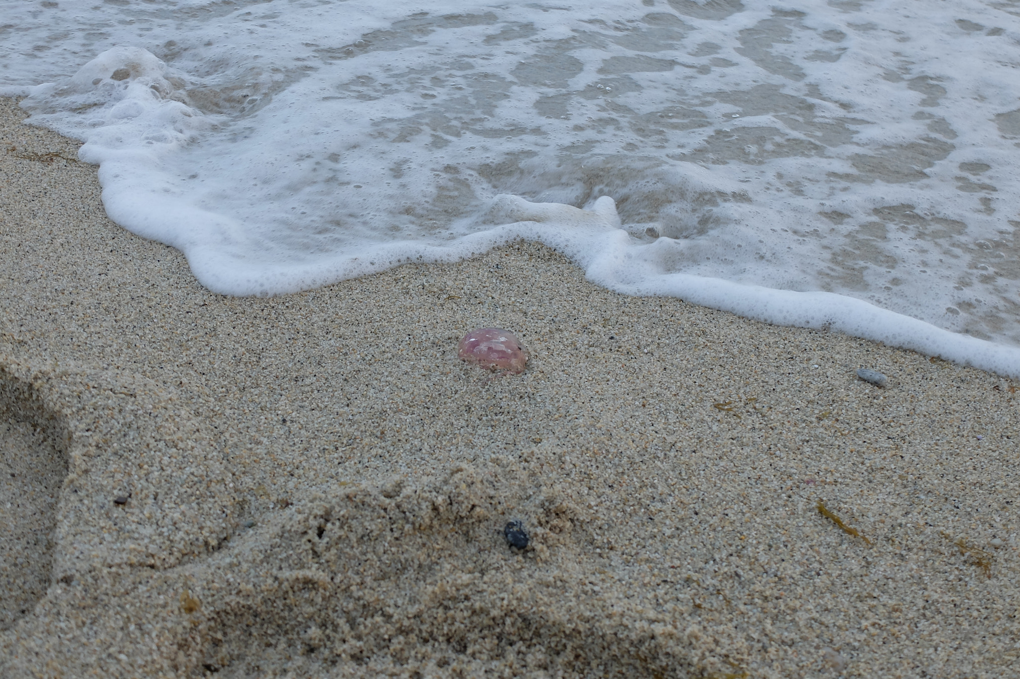 Fujifilm X20 sample photo. La medusa photography