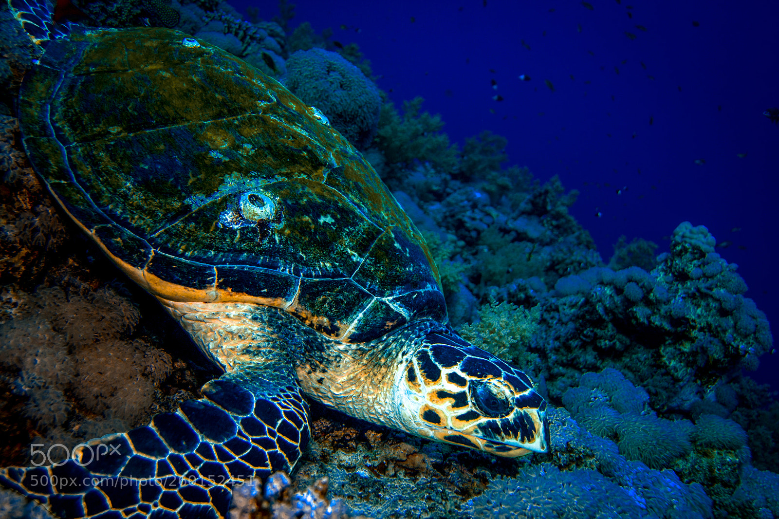 Canon EOS 30D sample photo. Hawksbill sea turtle photography