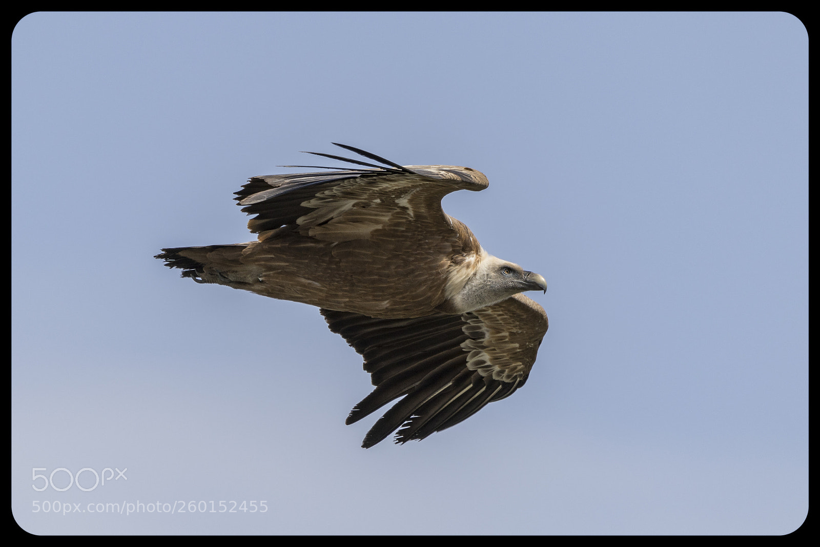 Canon EOS 7D Mark II sample photo. Grifone photography