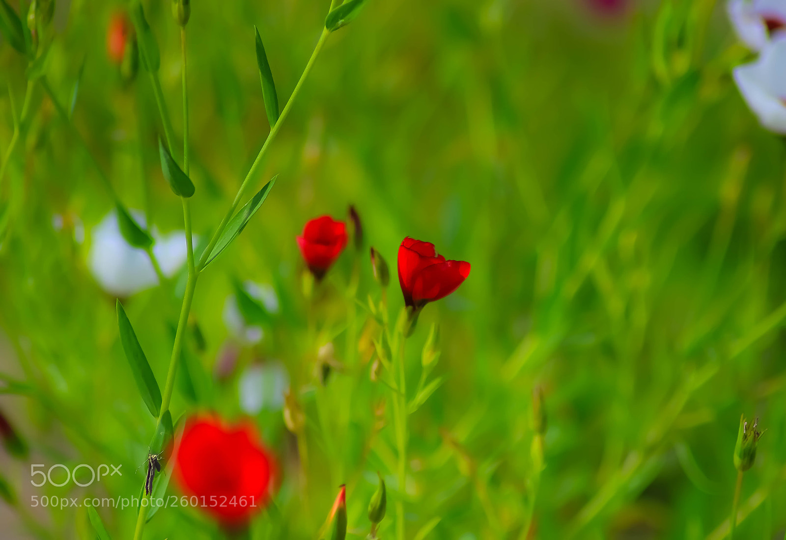 Canon EOS 7D Mark II sample photo. A photography