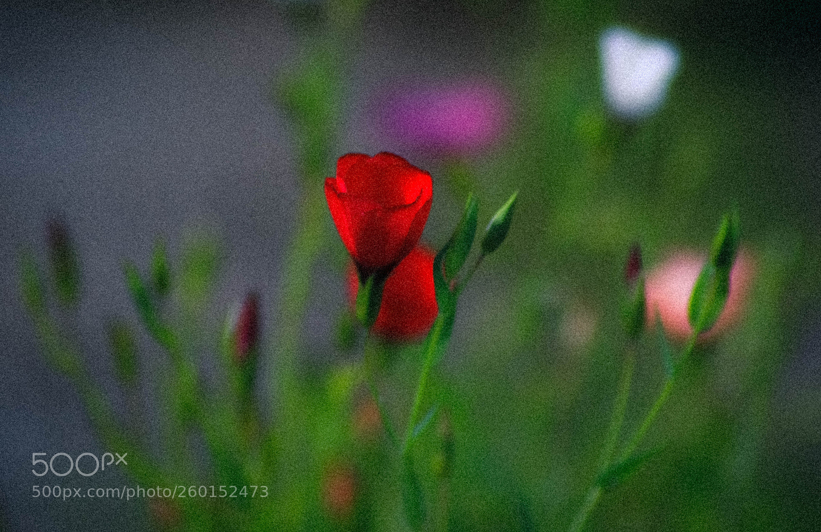 Canon EOS 7D Mark II sample photo. A photography