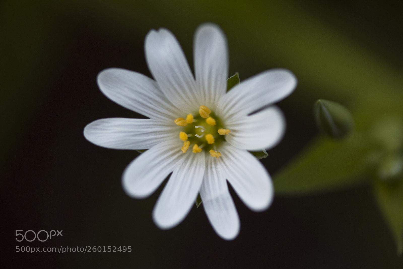 Canon EOS 60D sample photo. Gro e sternmiere stellaria photography