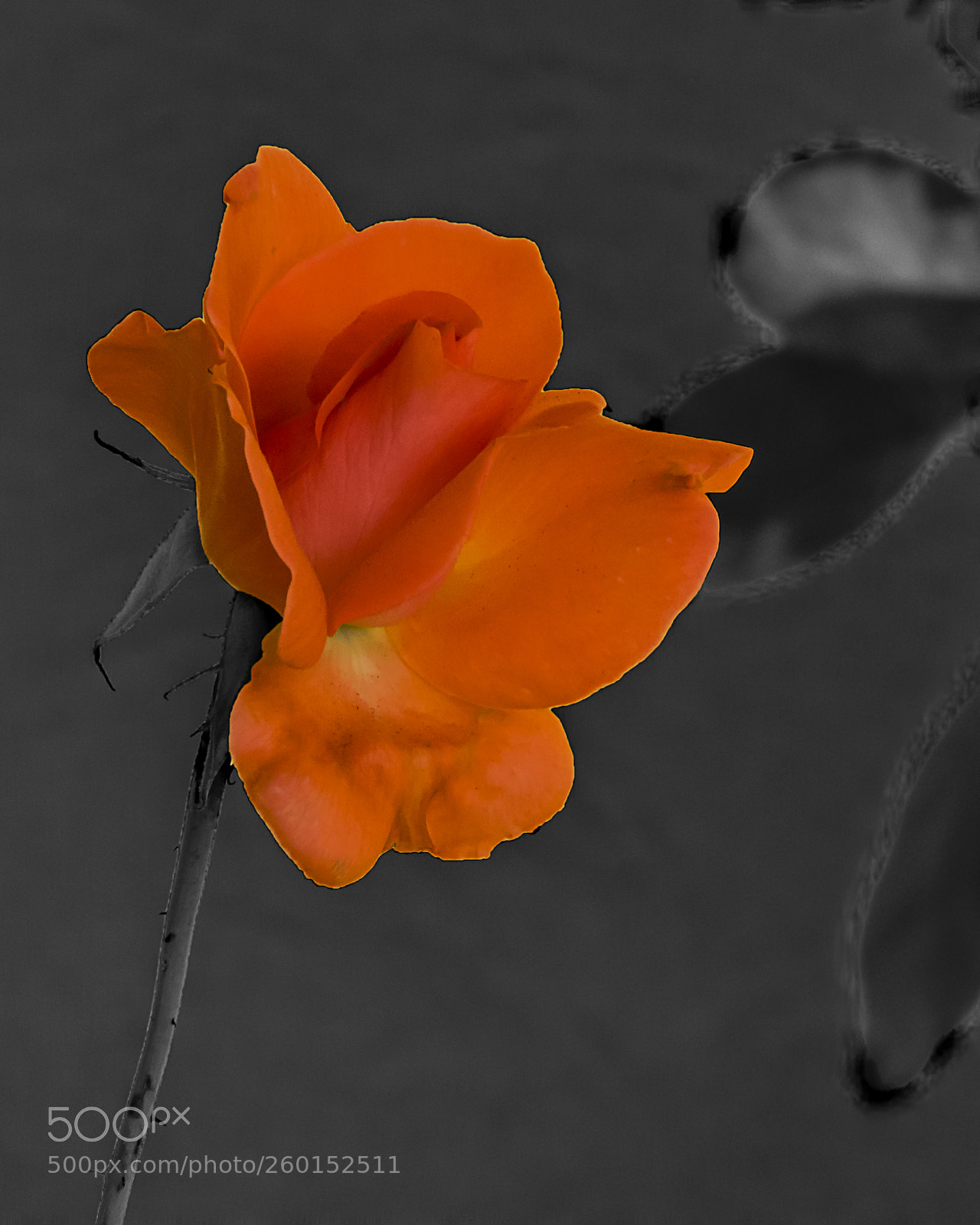 Nikon Coolpix B700 sample photo. Rose alone photography