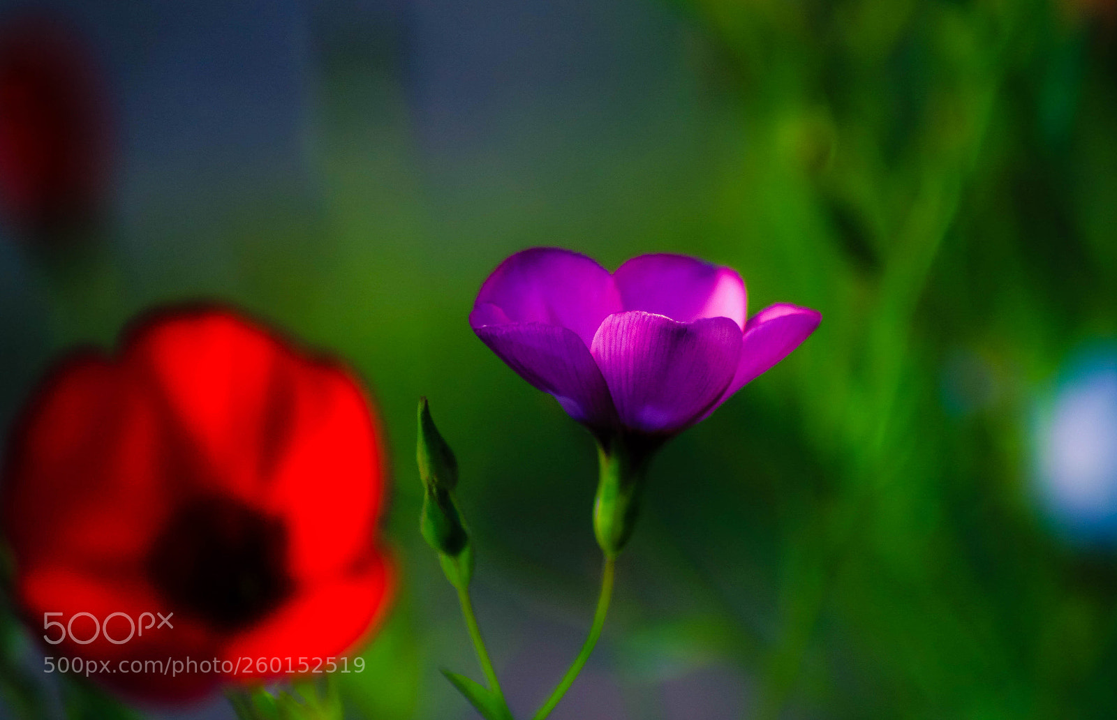 Canon EOS 7D Mark II sample photo. A photography