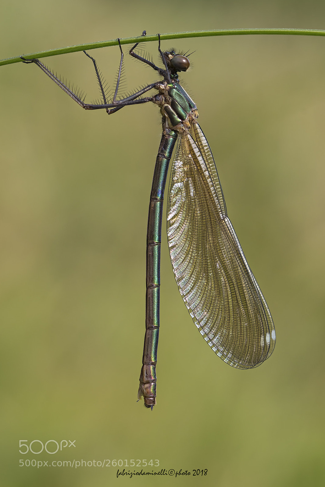 Canon EOS 7D Mark II sample photo. Calopteryx splendens - female photography