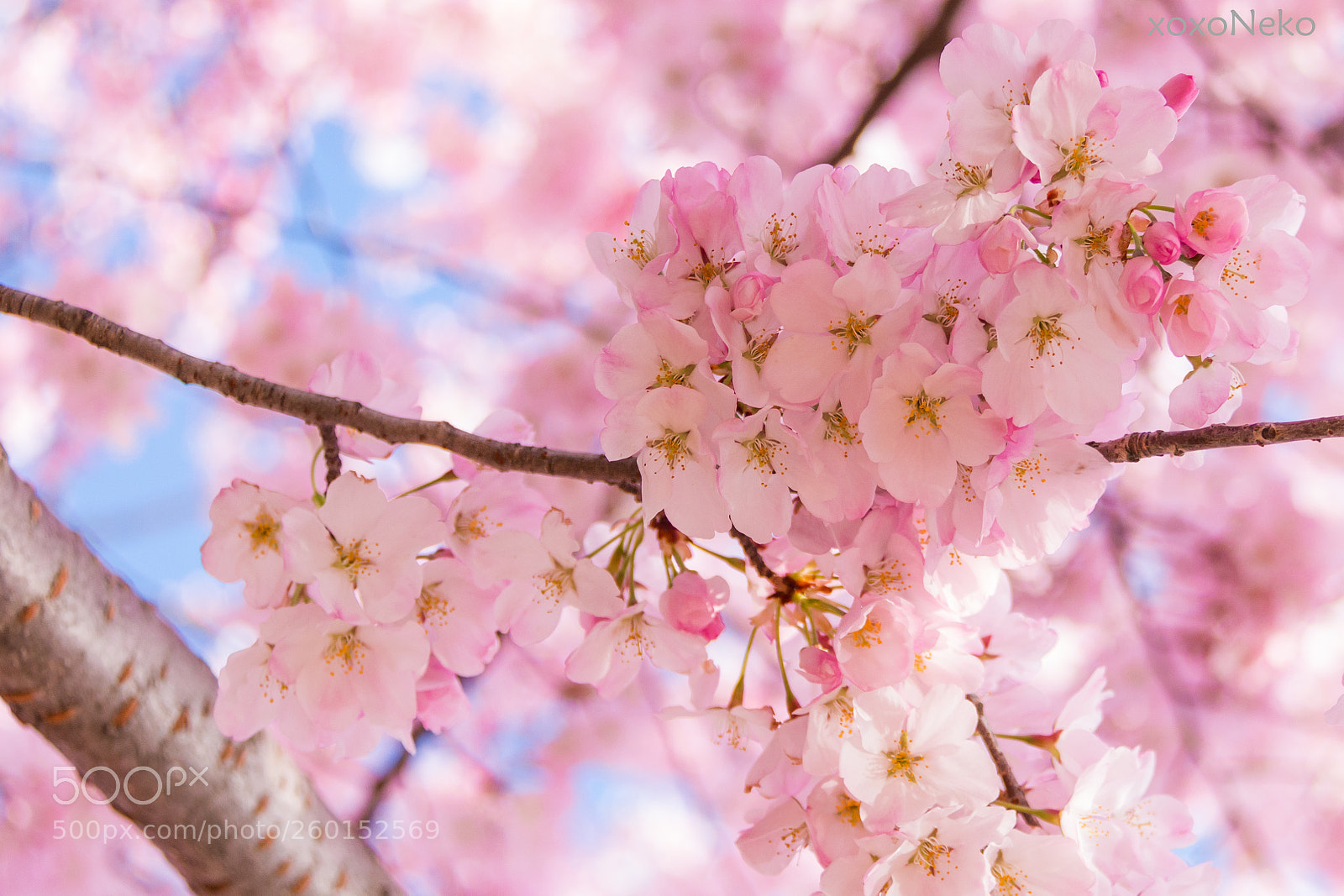 Canon EOS 70D sample photo. Cherry blossoms 2018 photography