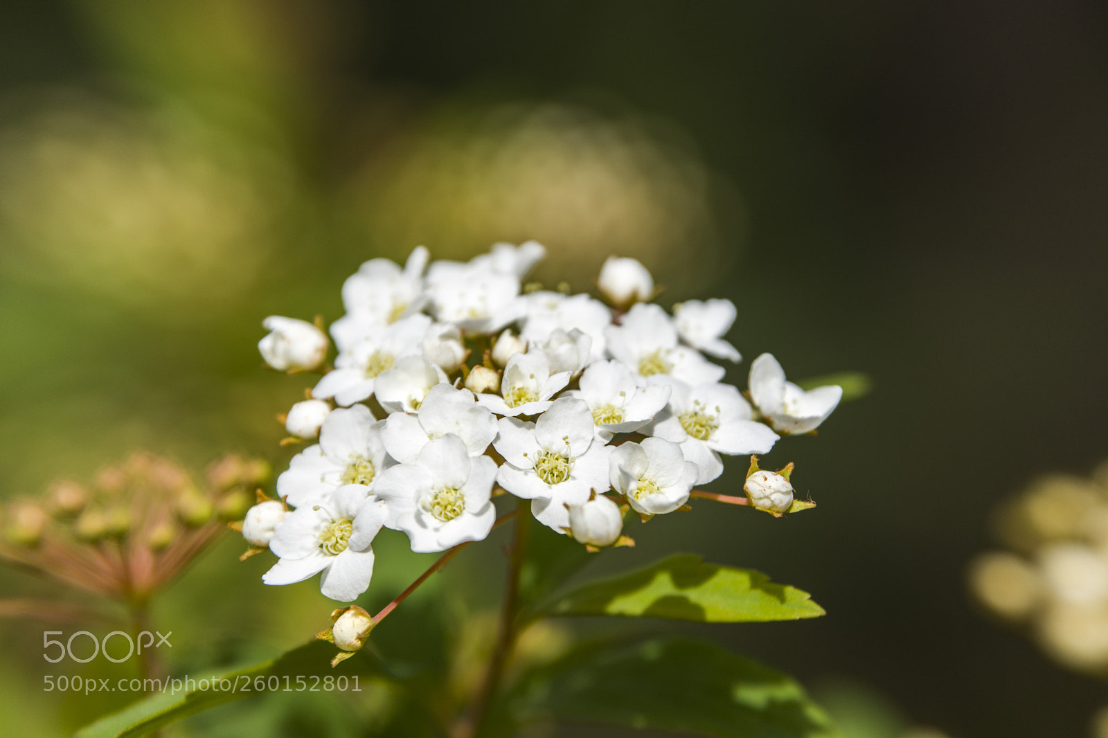 Nikon D7200 sample photo. Flowers photography