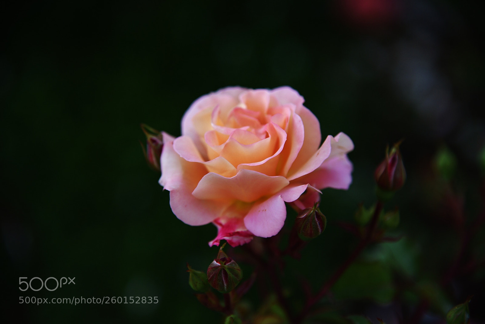 Nikon D750 sample photo. Pink rose photography