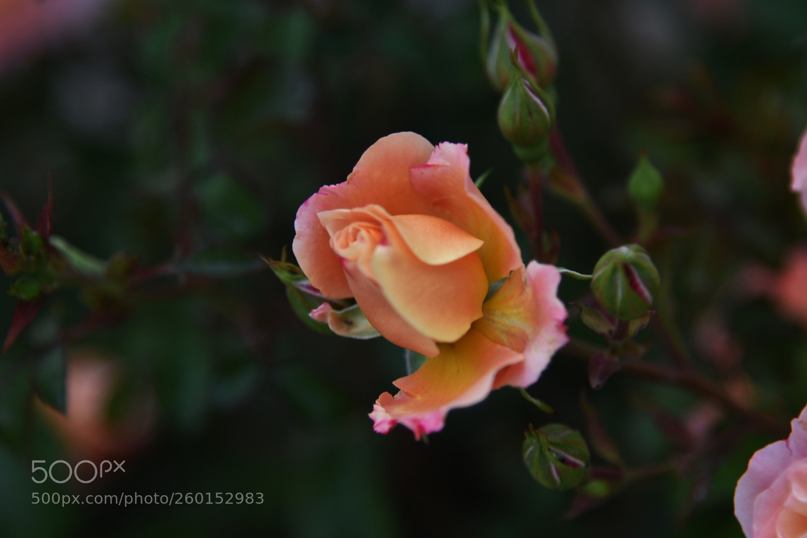 Nikon D750 sample photo. Pink-orange rose photography