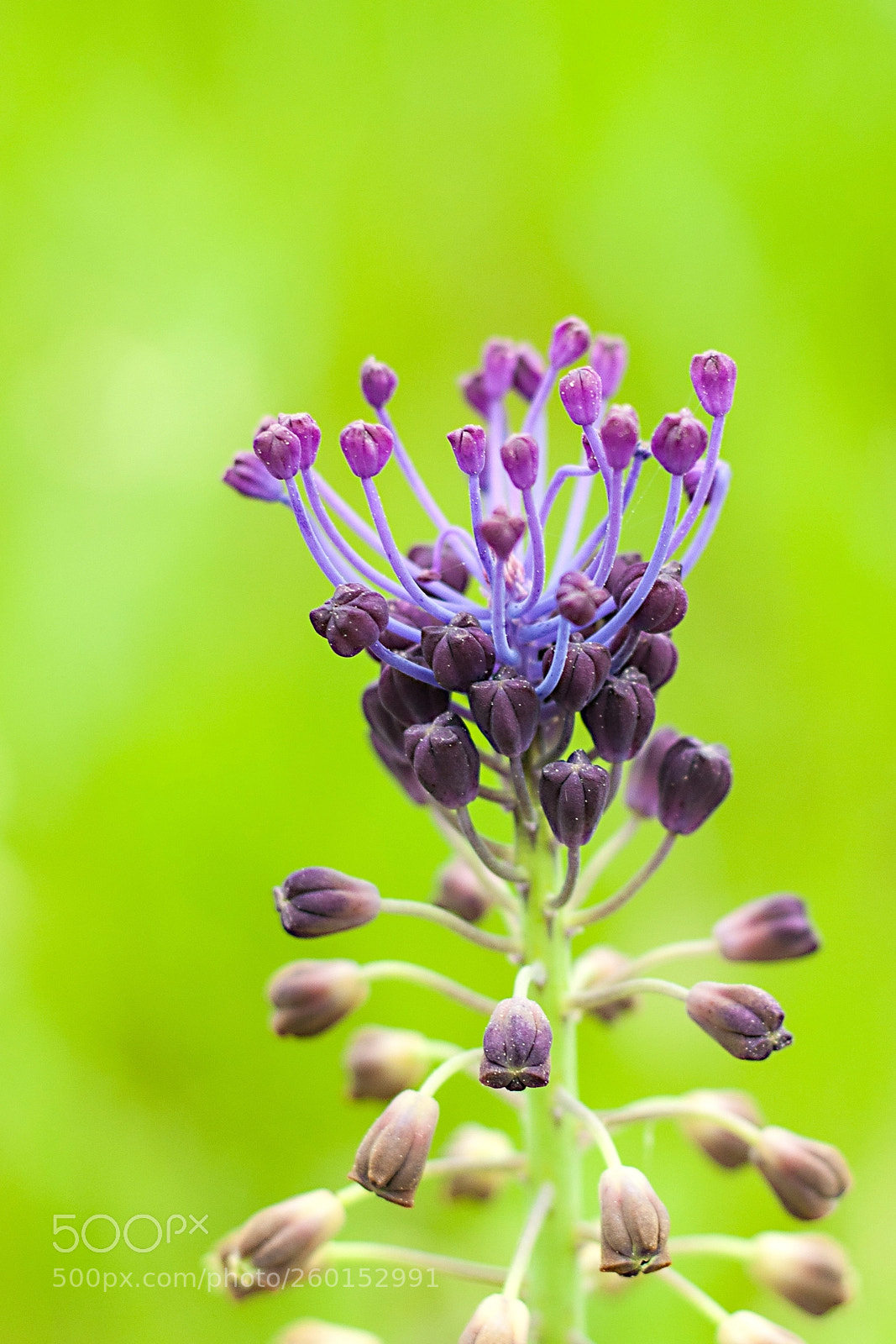 Nikon D90 sample photo. Flower photography