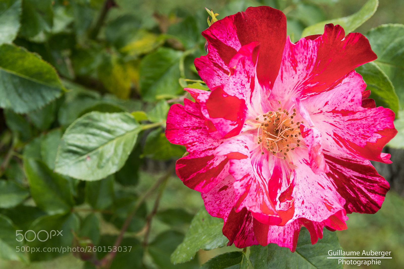 Canon EOS 80D sample photo. Flower heart in the photography