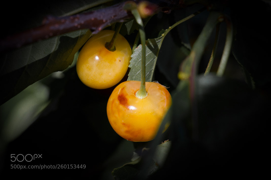 Canon EOS 7D sample photo. "white" cherries 2 photography