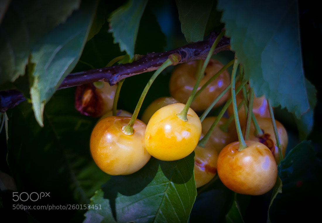Canon EOS 7D sample photo. "white" cherries 1 photography